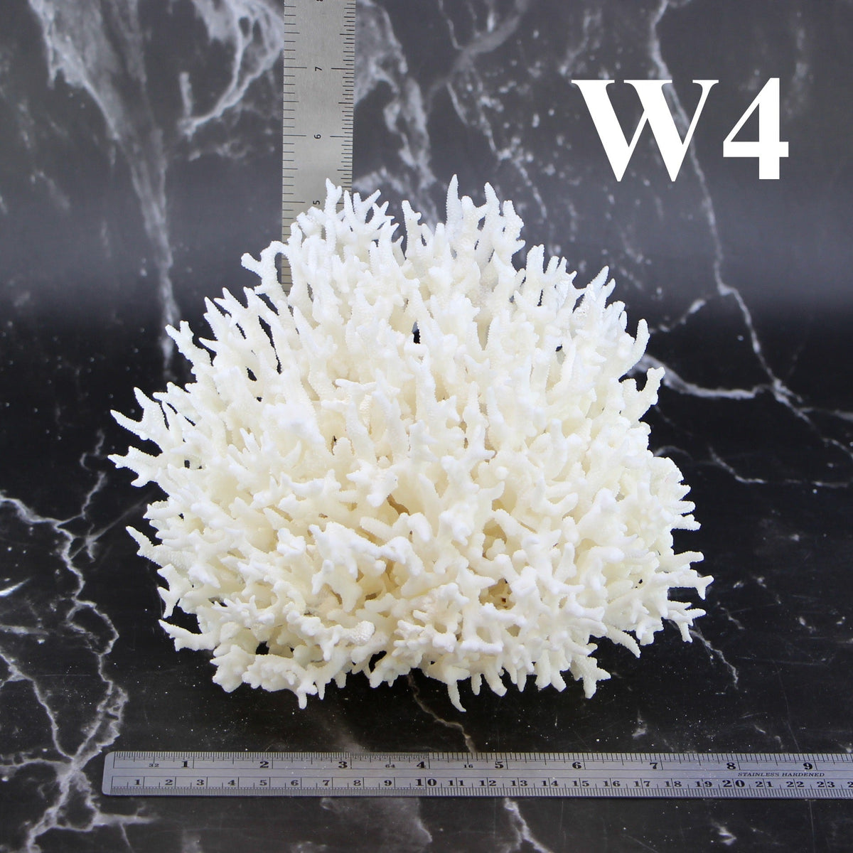 Birdsnest Coral 7-10"