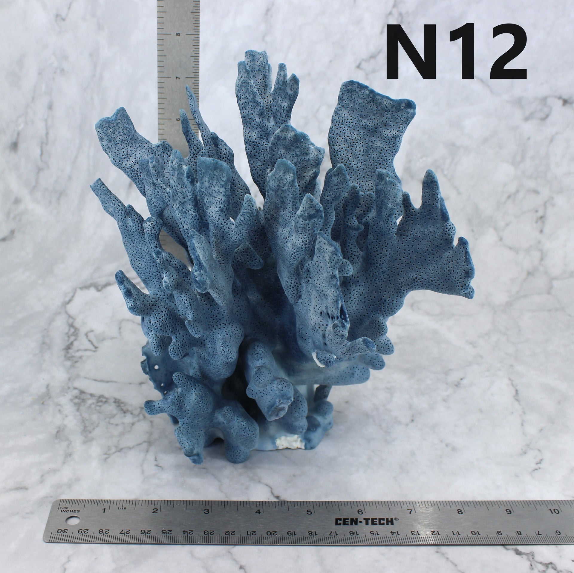 Coral azul de 7 a 10 pulgadas