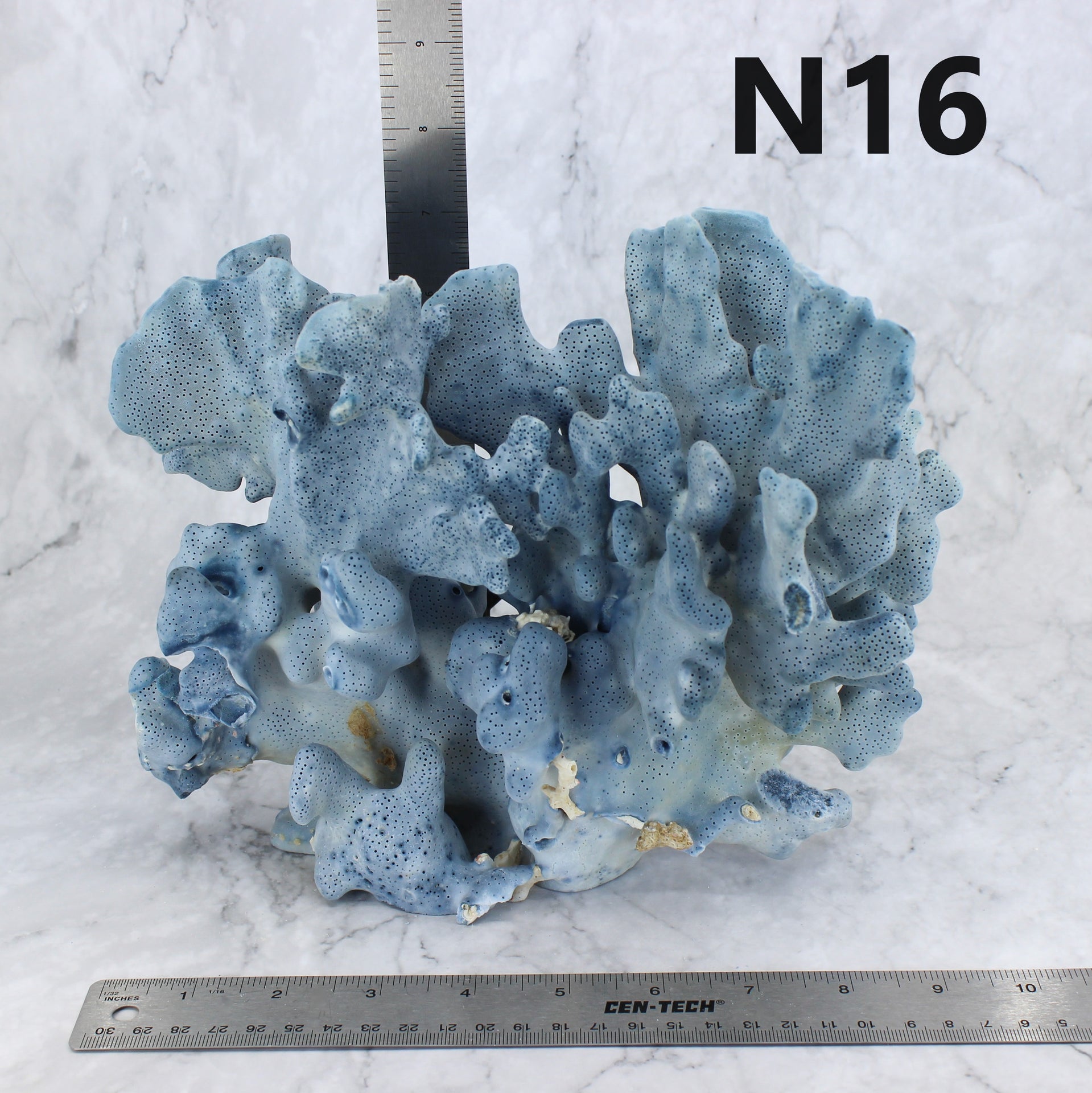Blue Coral 7-10"