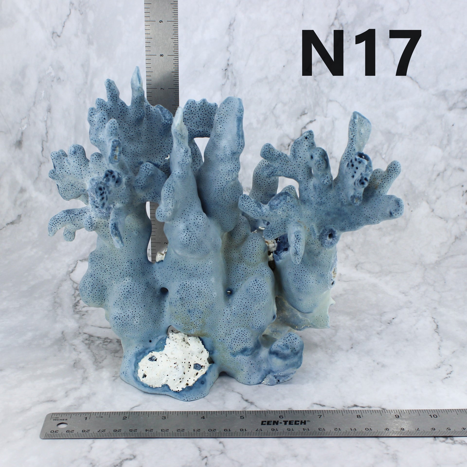 Blue Coral 7-10"