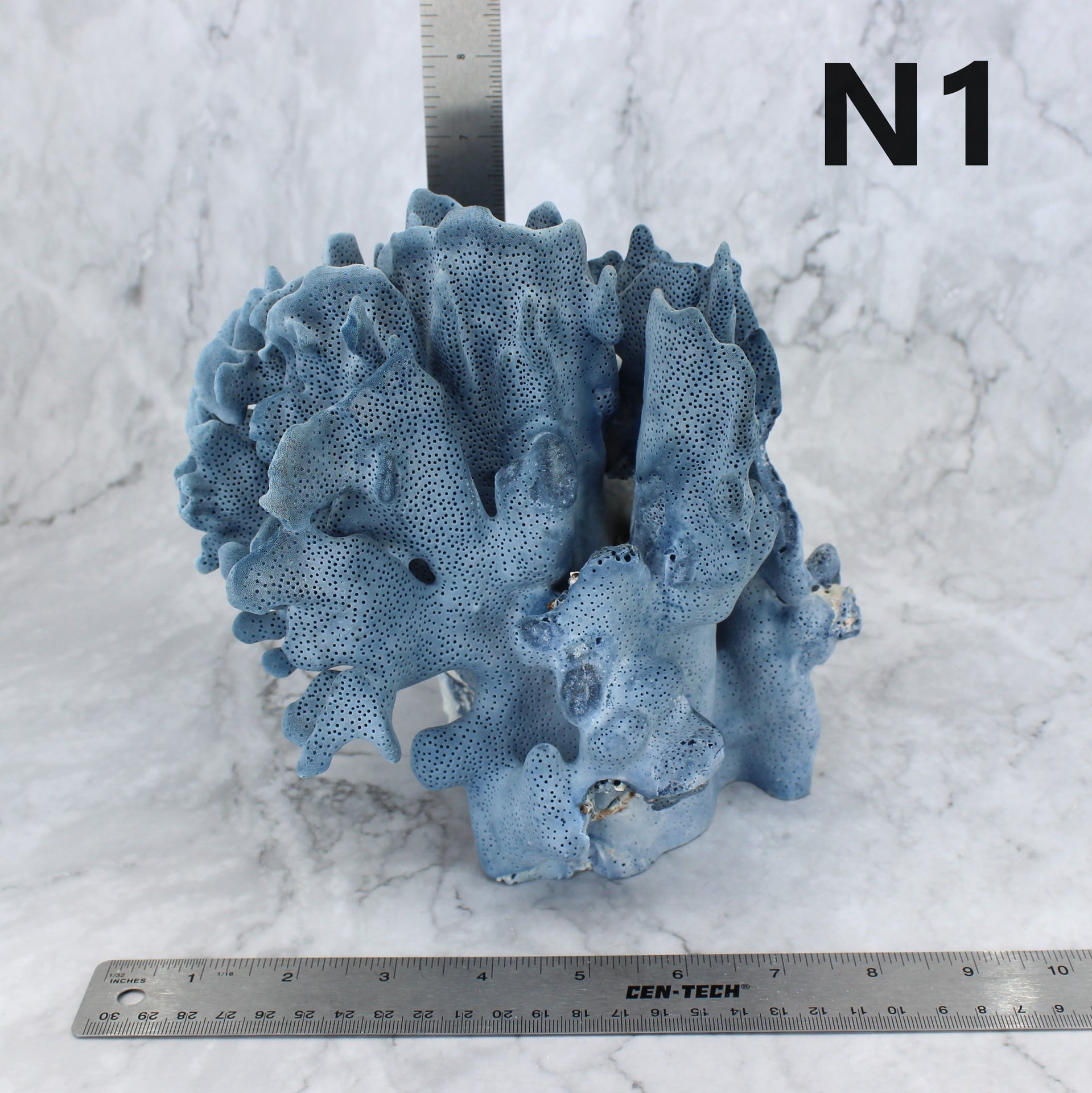 Blue Coral 7-10"