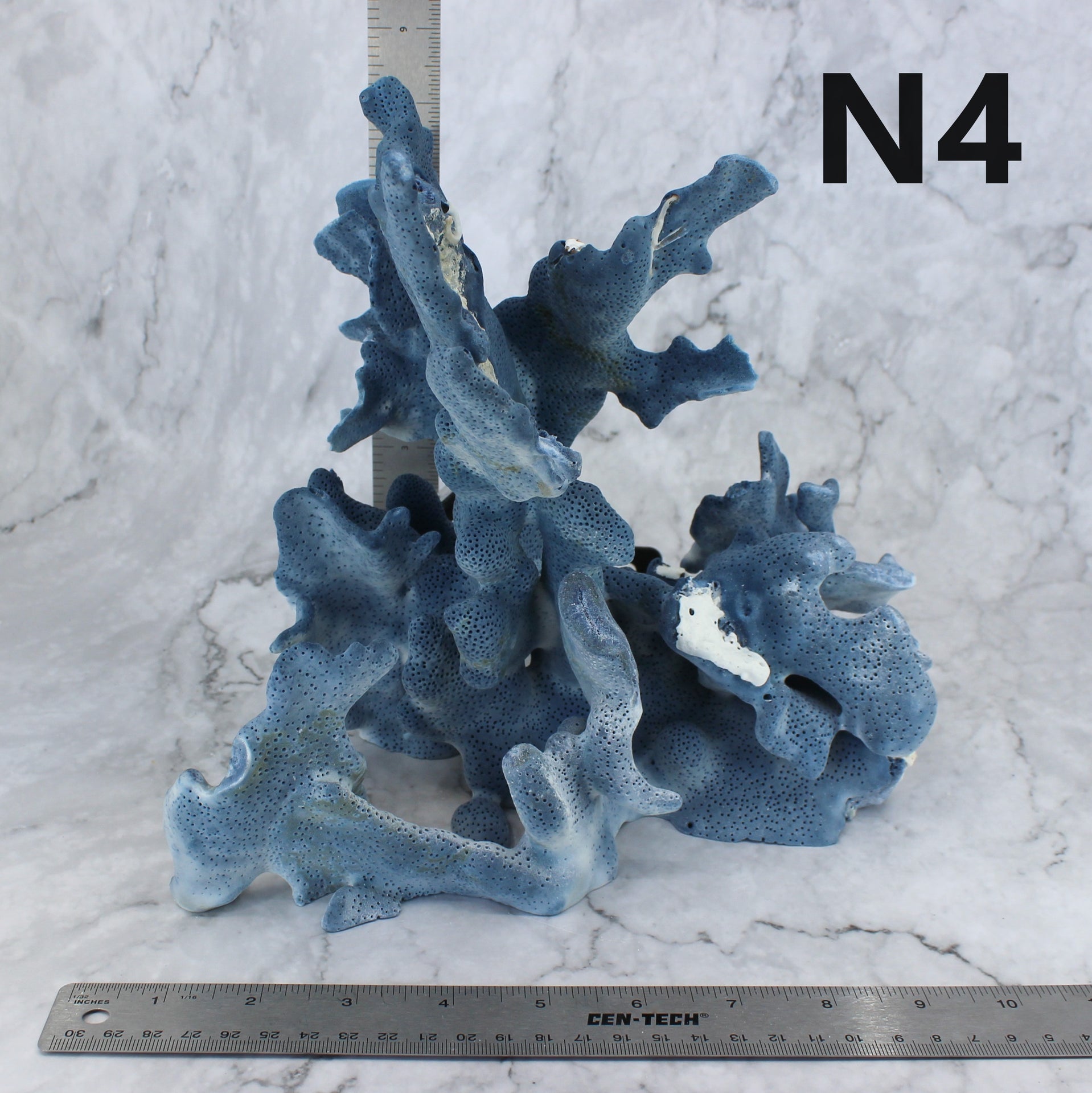 Blue Coral 7-10"