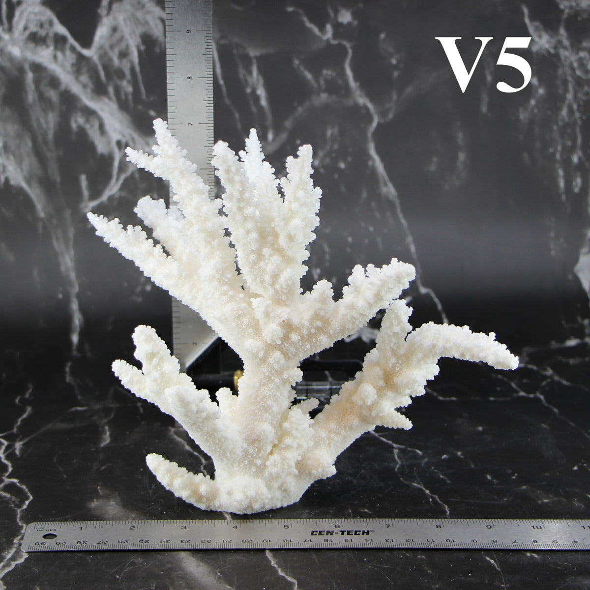 Branch Coral 7-10"
