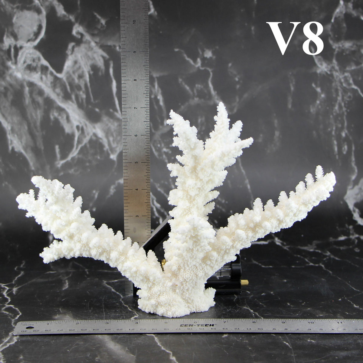 Branch Coral 7-10"