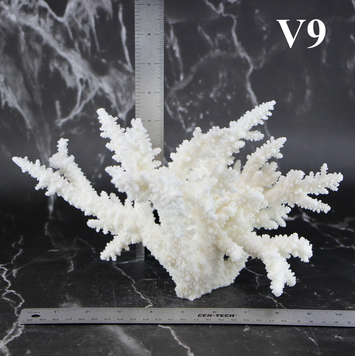 Branch Coral 7-10"