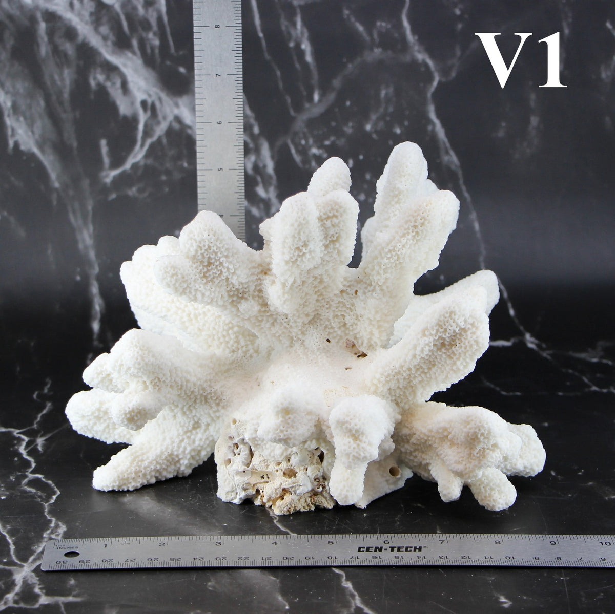 Catspaw Coral 7-10"