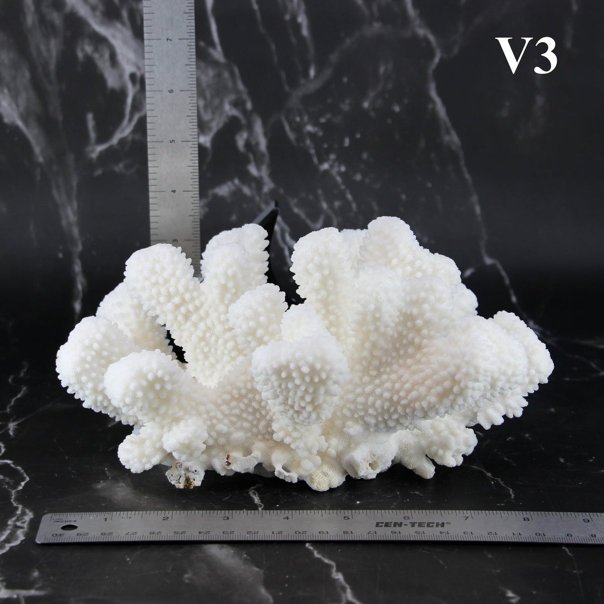 Cauliflower Coral 7-10"