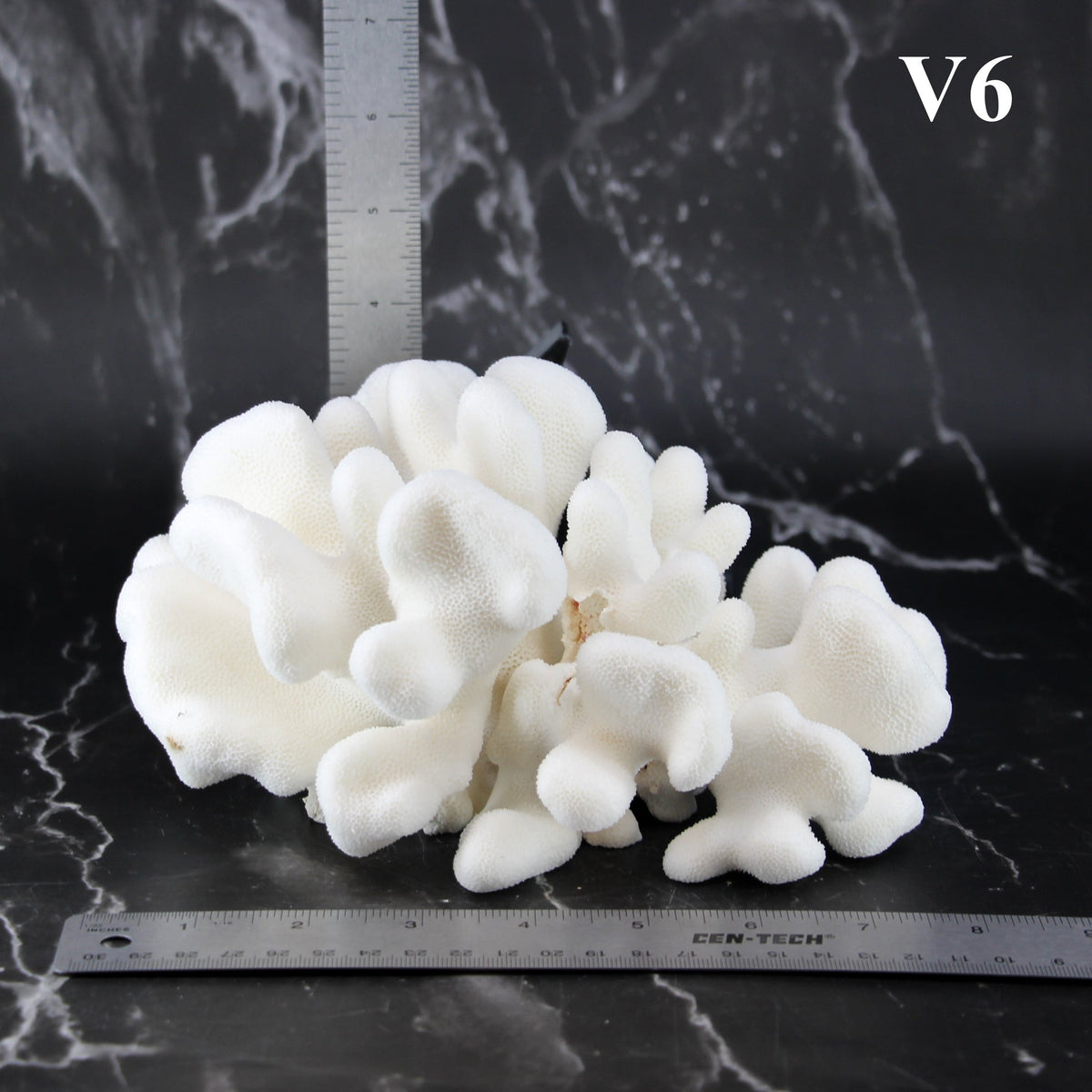 Elkhorn Coral 7-10"