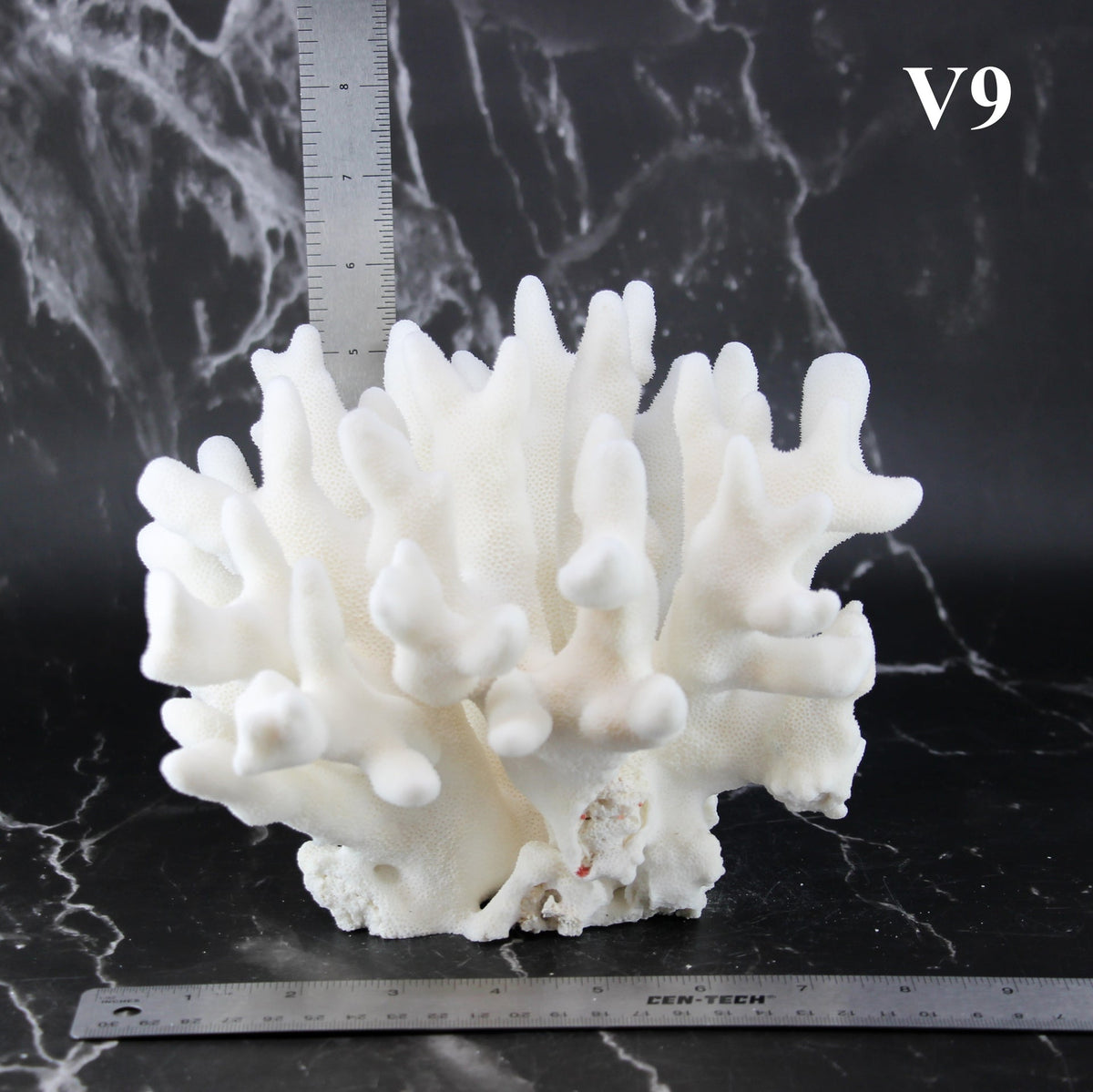 Elkhorn Coral 7-10"