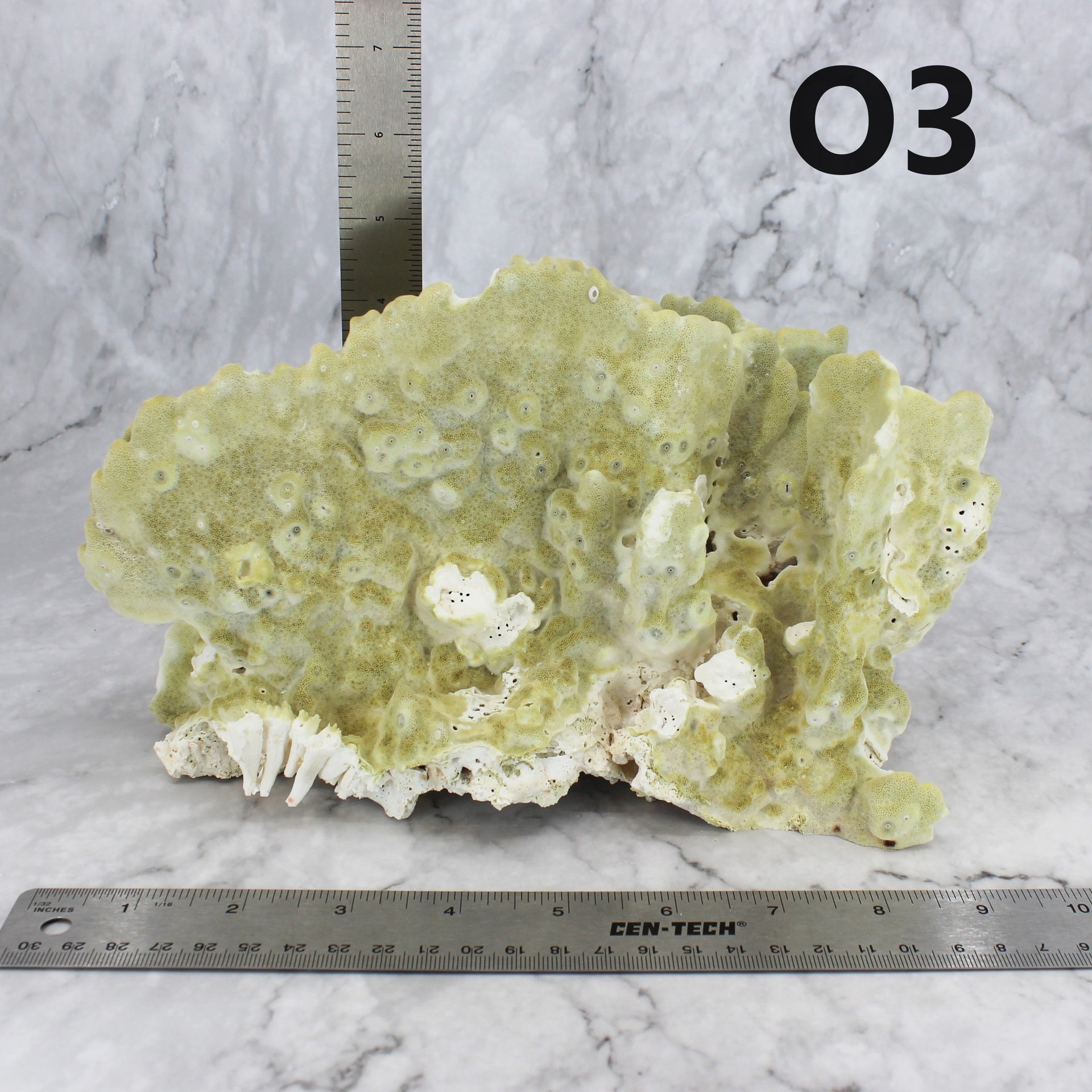 Fire Slab Coral 7-10"