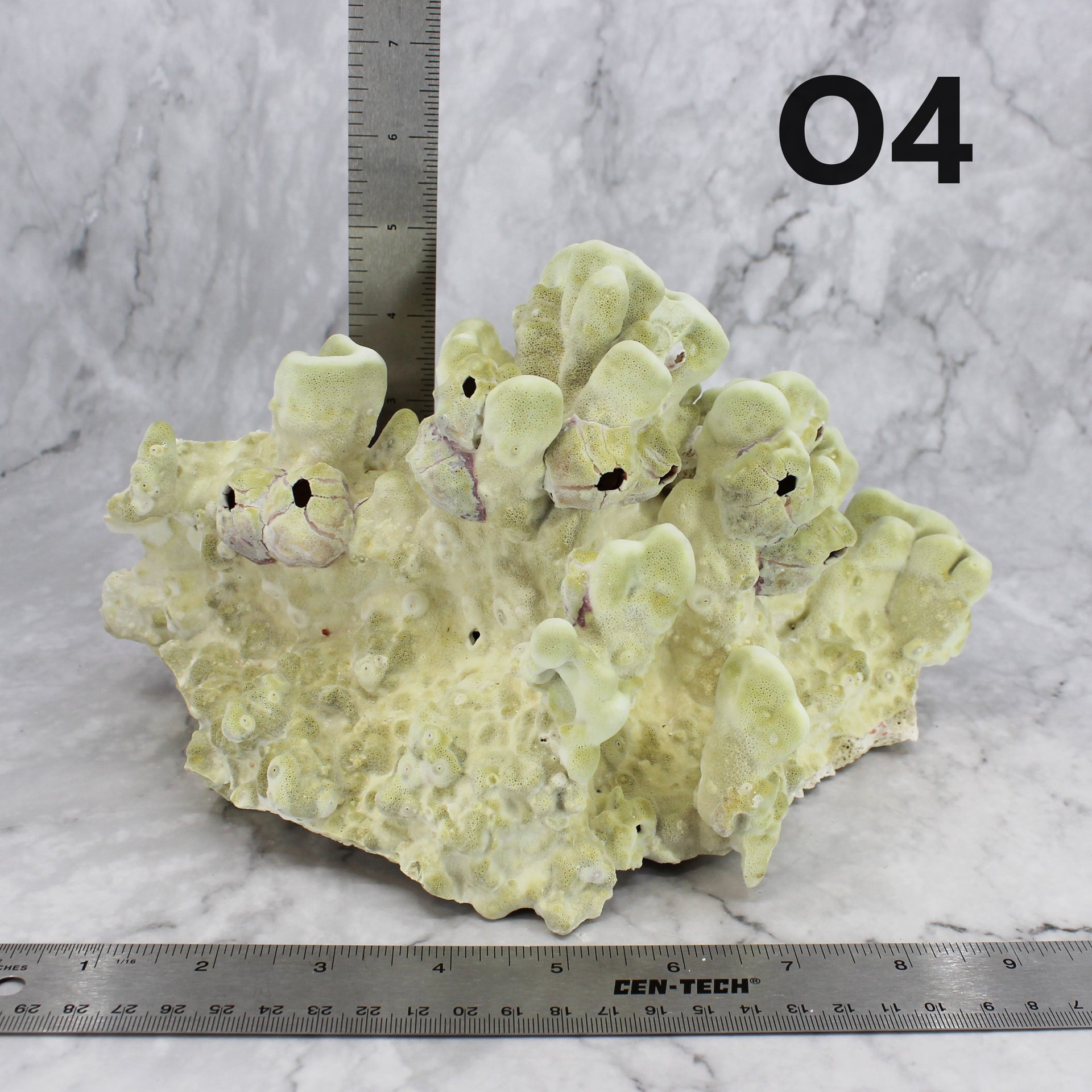 Fire Slab Coral 7-10"