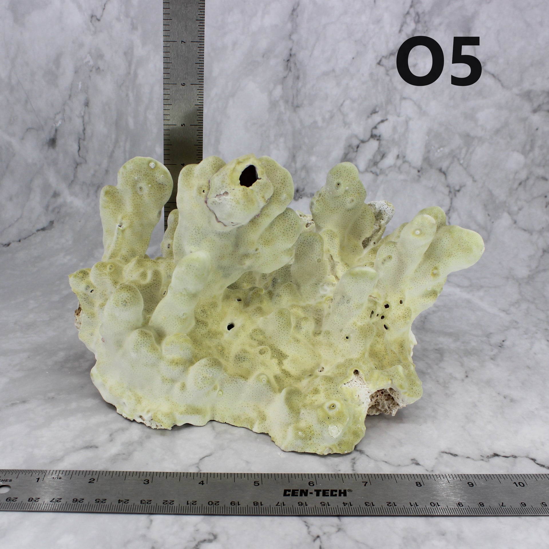 Fire Slab Coral 7-10"