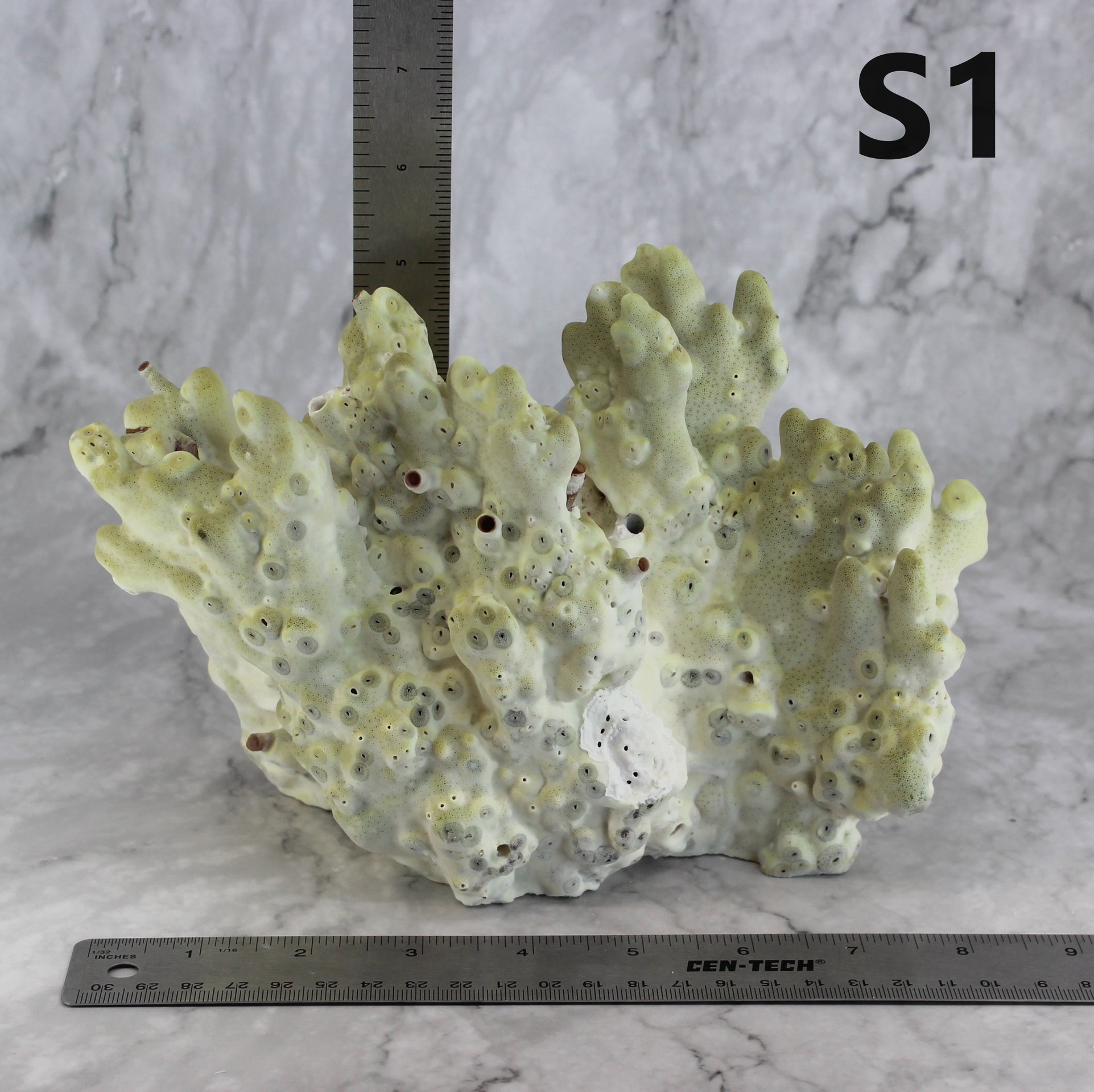 Fire Slab Coral 7-10"