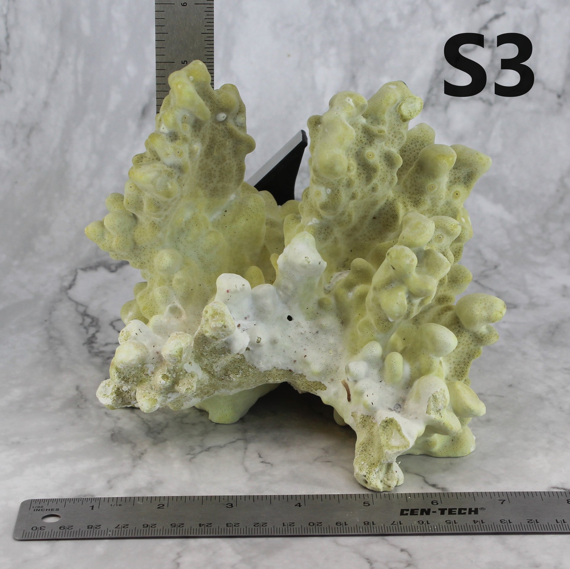 Fire Slab Coral 7-10"