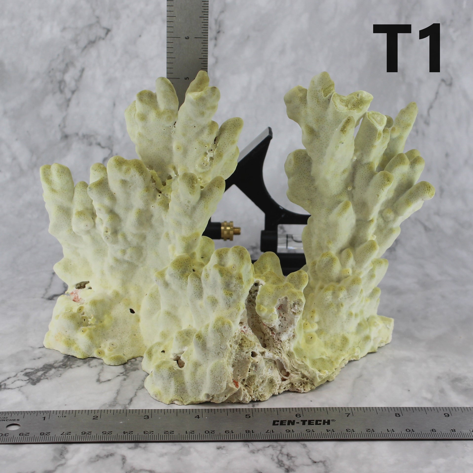 Fire Slab Coral 7-10"