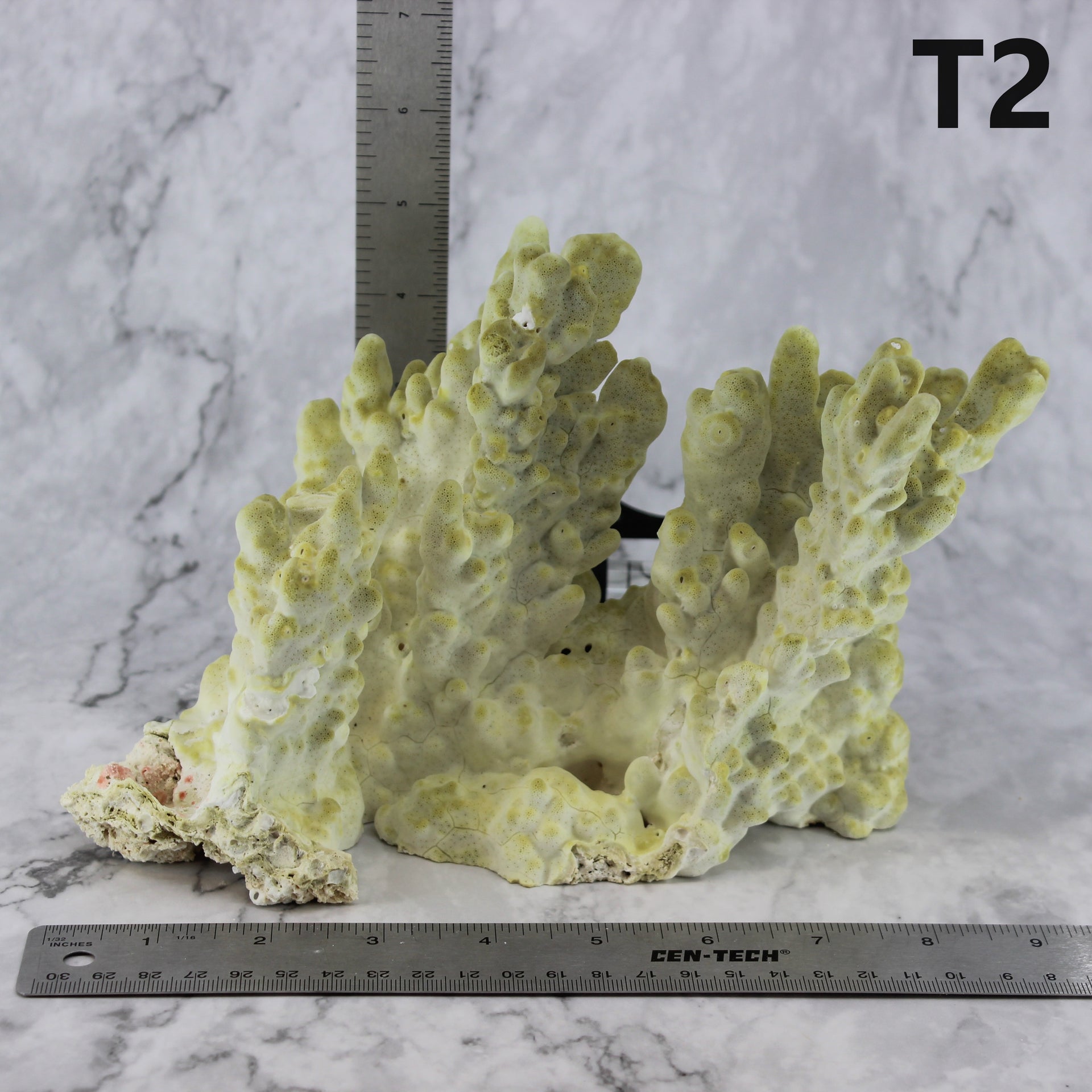 Fire Slab Coral 7-10"
