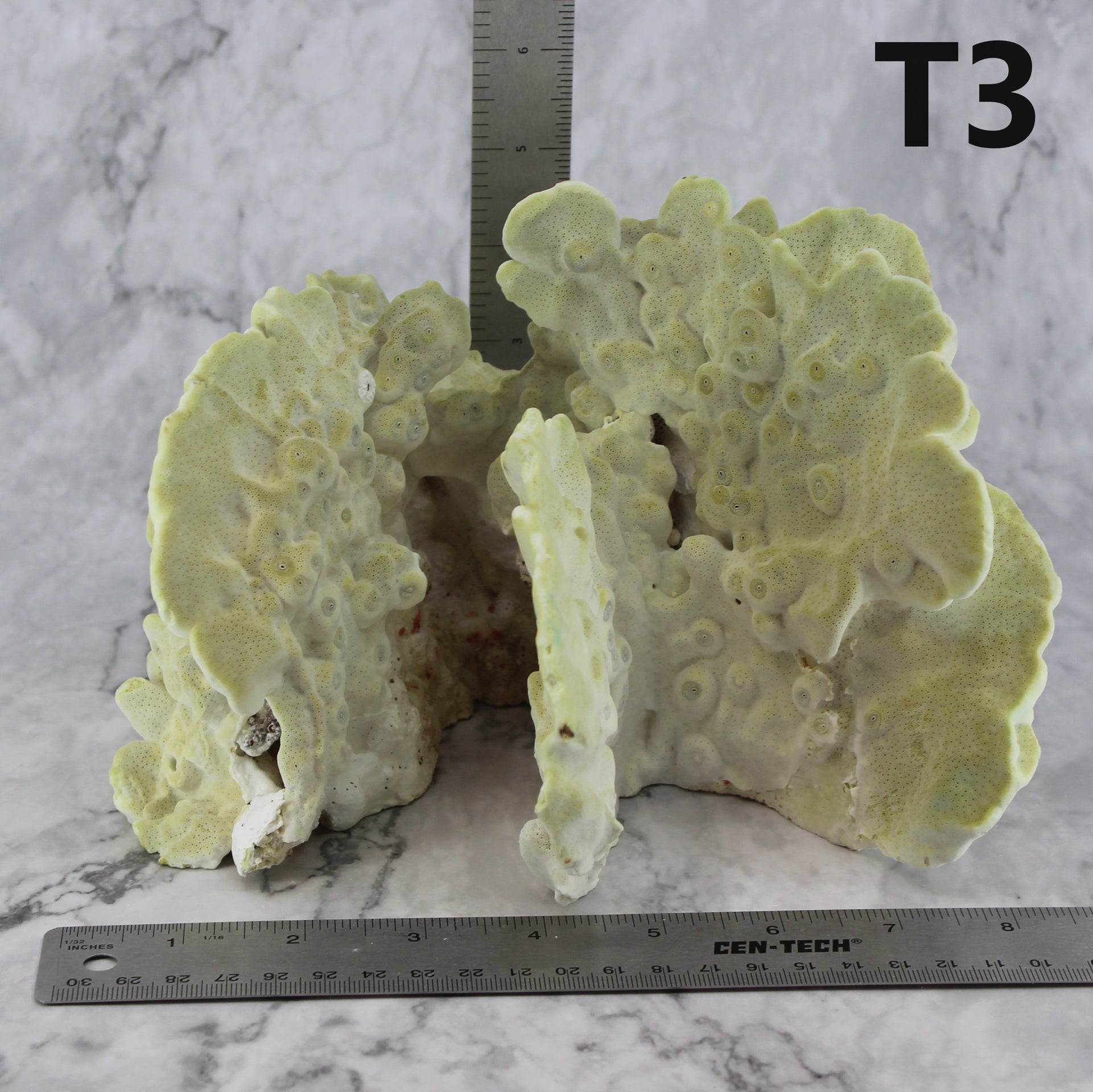 Fire Slab Coral 7-10"