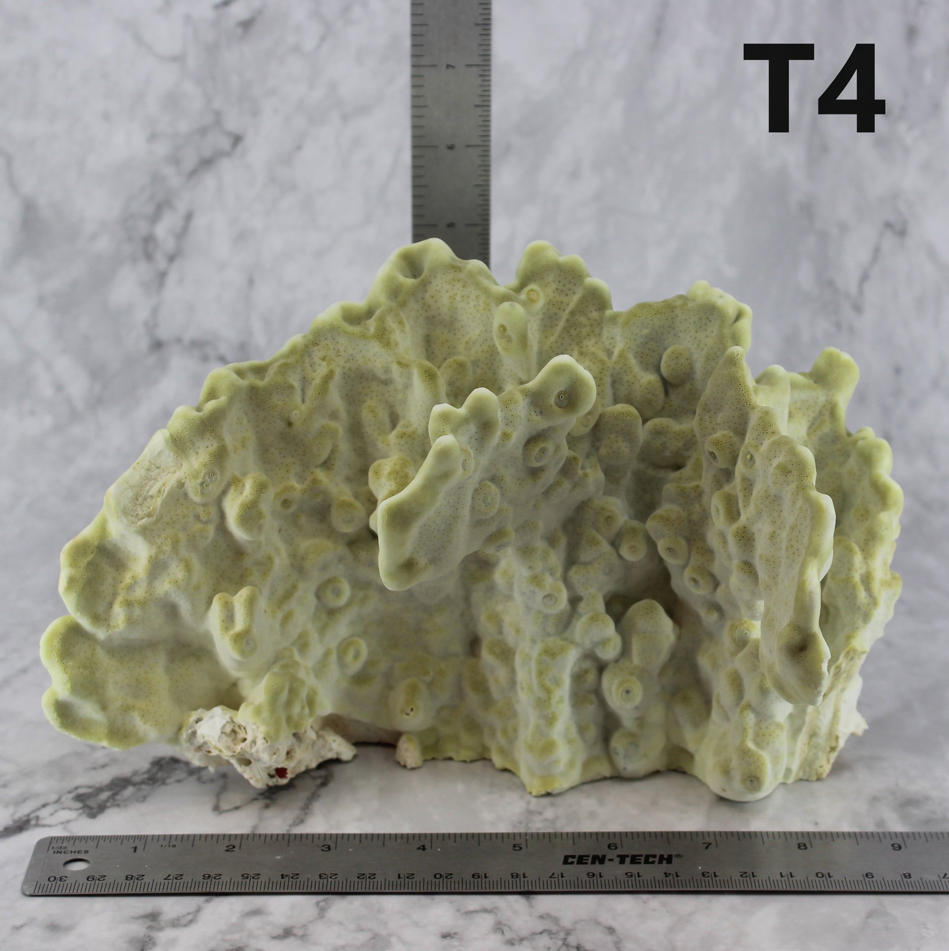 Fire Slab Coral 7-10"