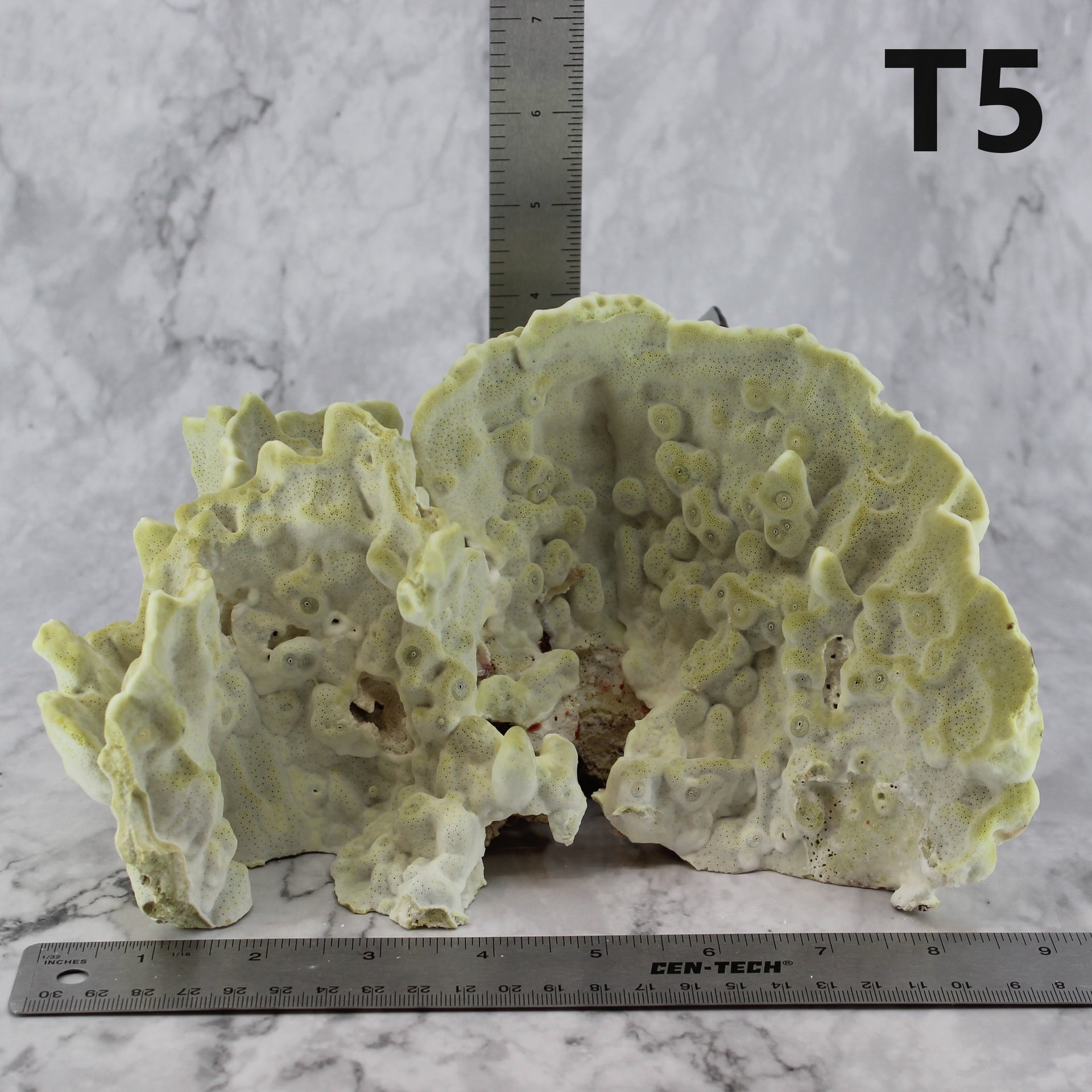 Fire Slab Coral 7-10"