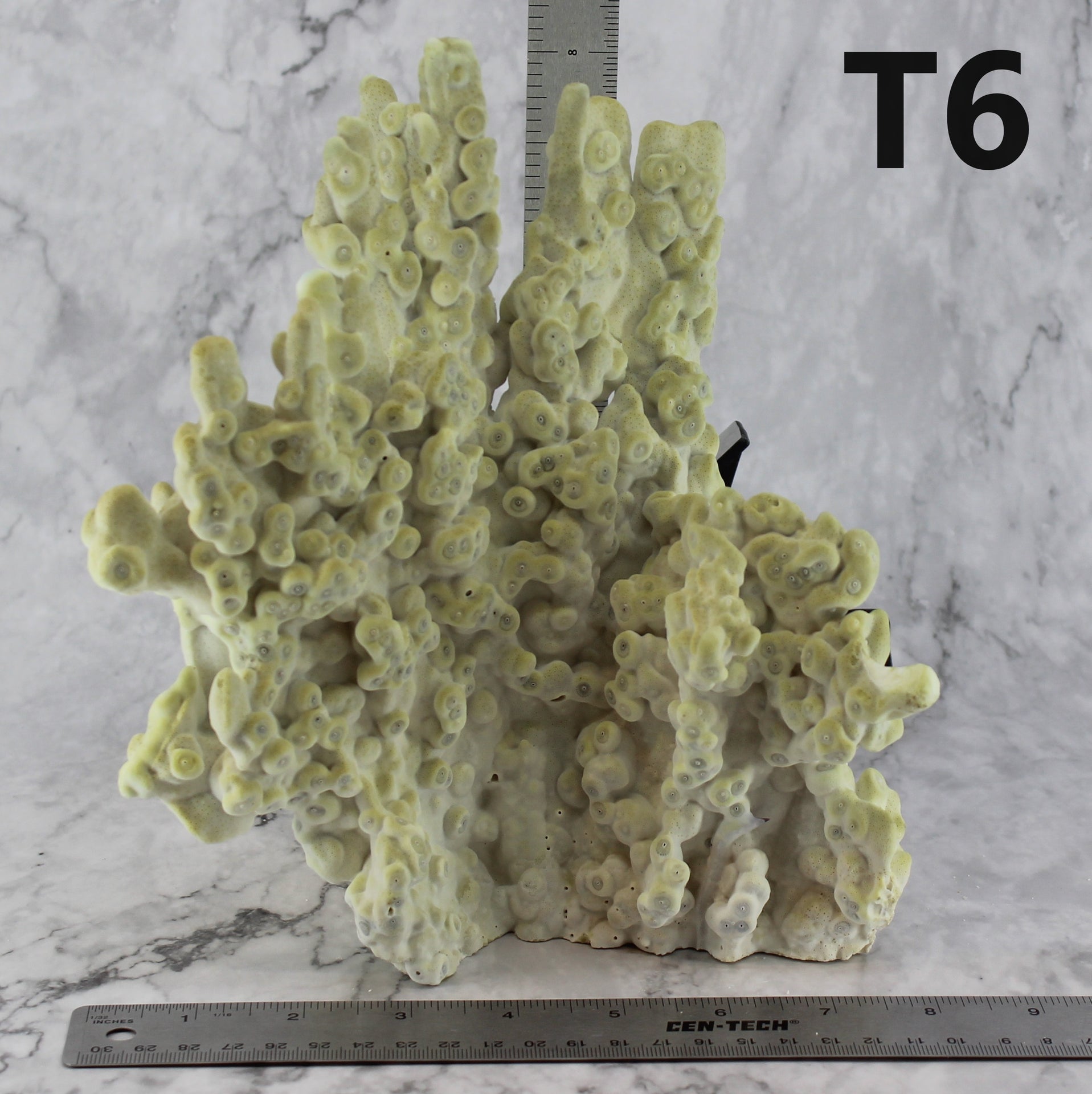 Fire Slab Coral 7-10"