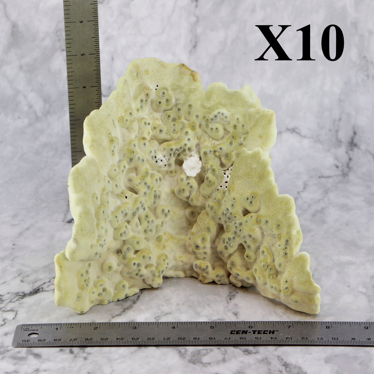 Fire Slab Coral 7-10"