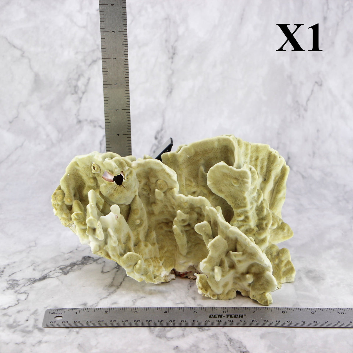 Fire Slab Coral 7-10"