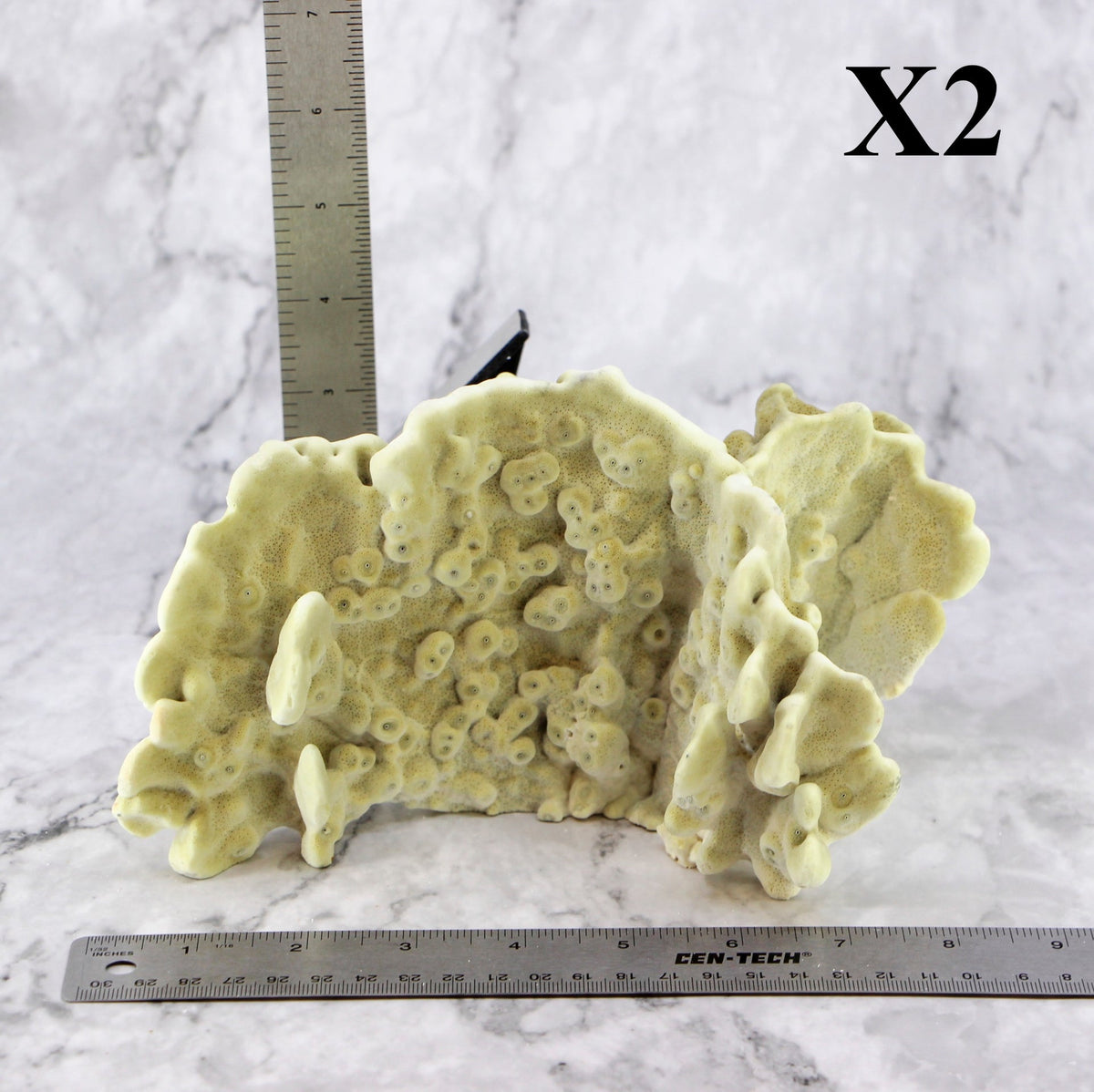 Fire Slab Coral 7-10"