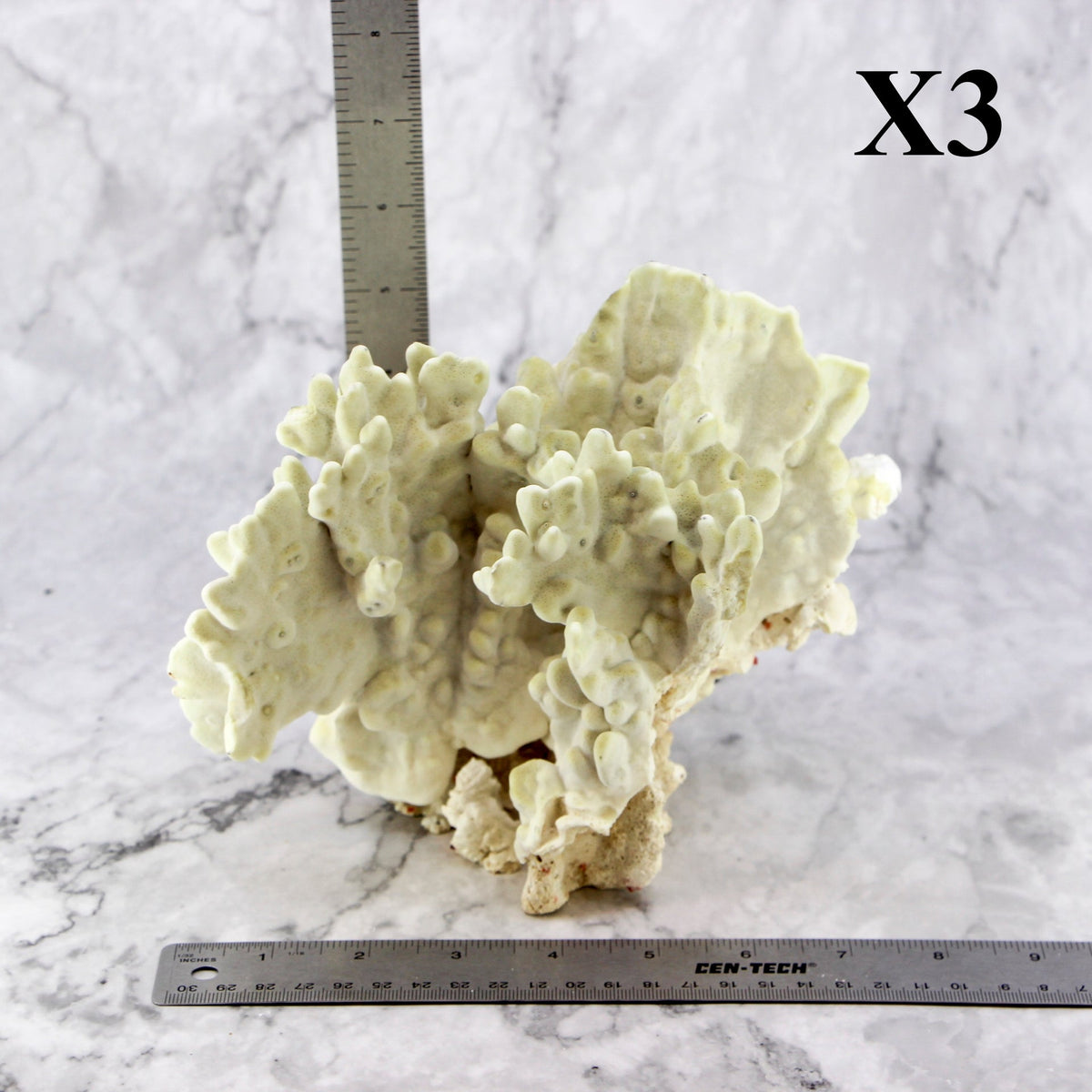 Fire Slab Coral 7-10"