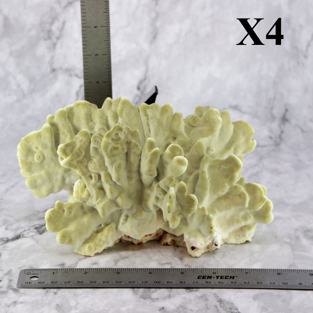 Fire Slab Coral 7-10"