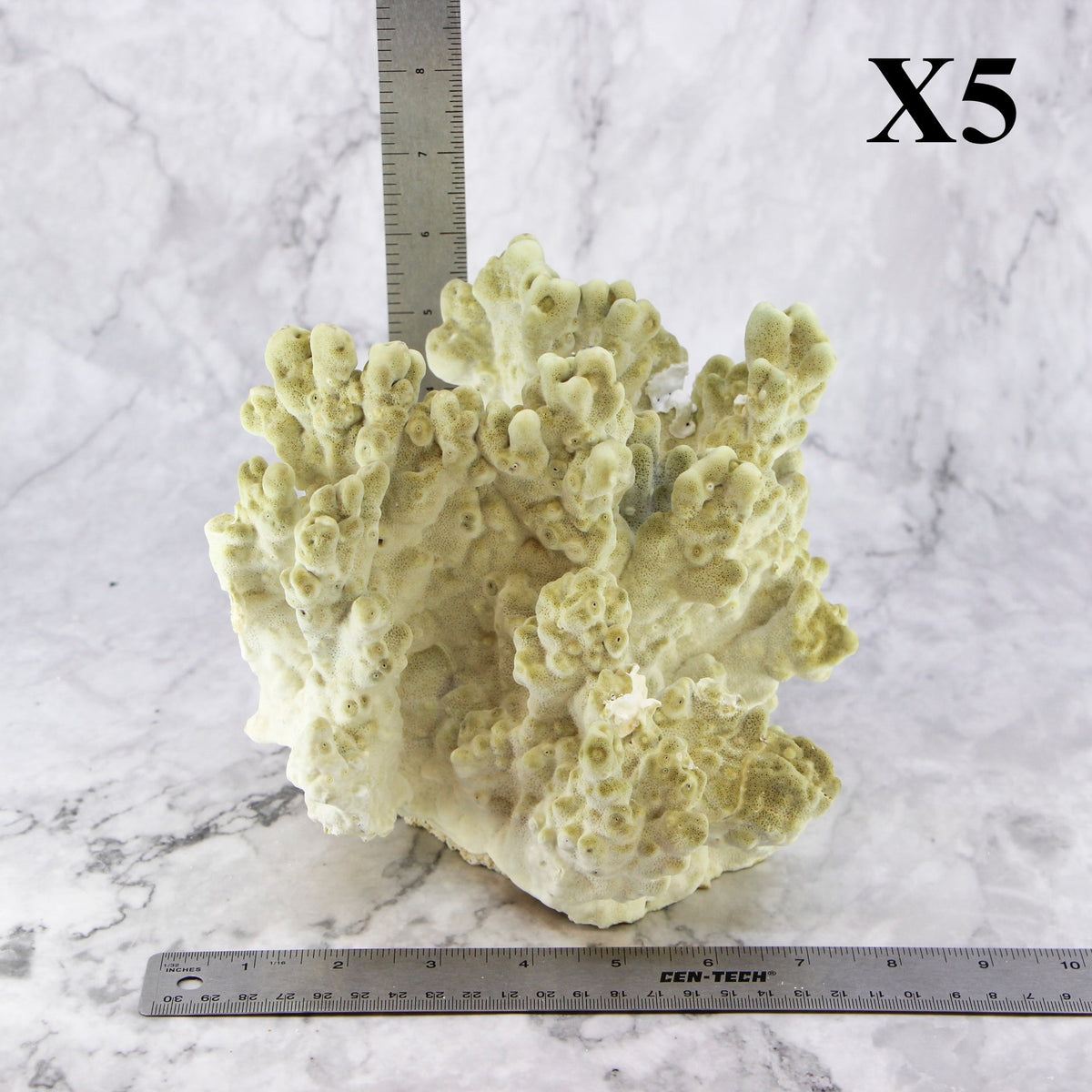 Fire Slab Coral 7-10"
