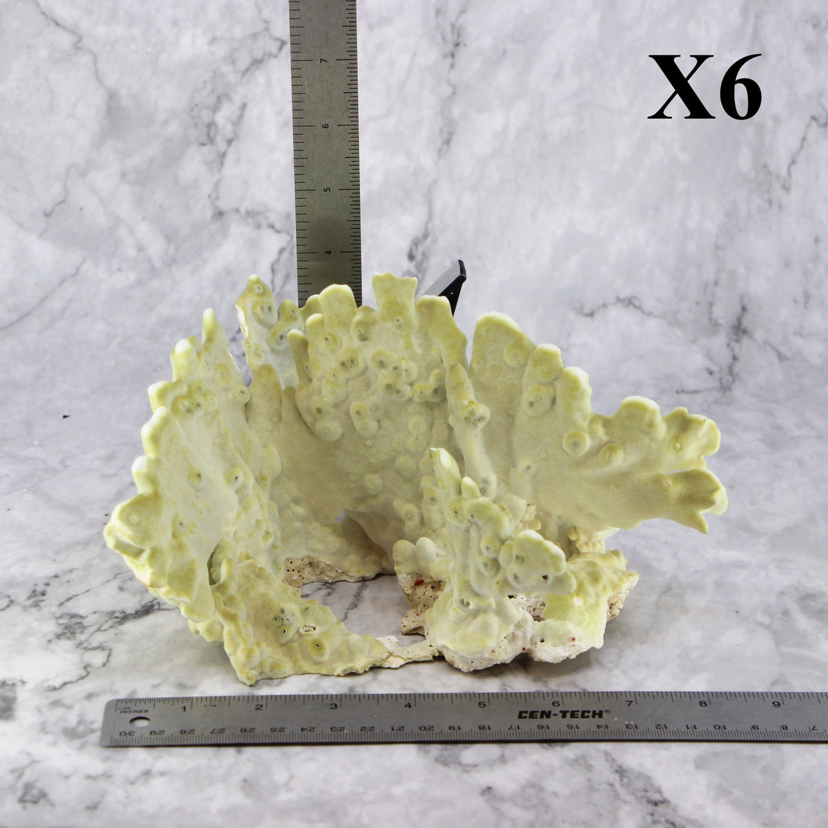 Fire Slab Coral 7-10"