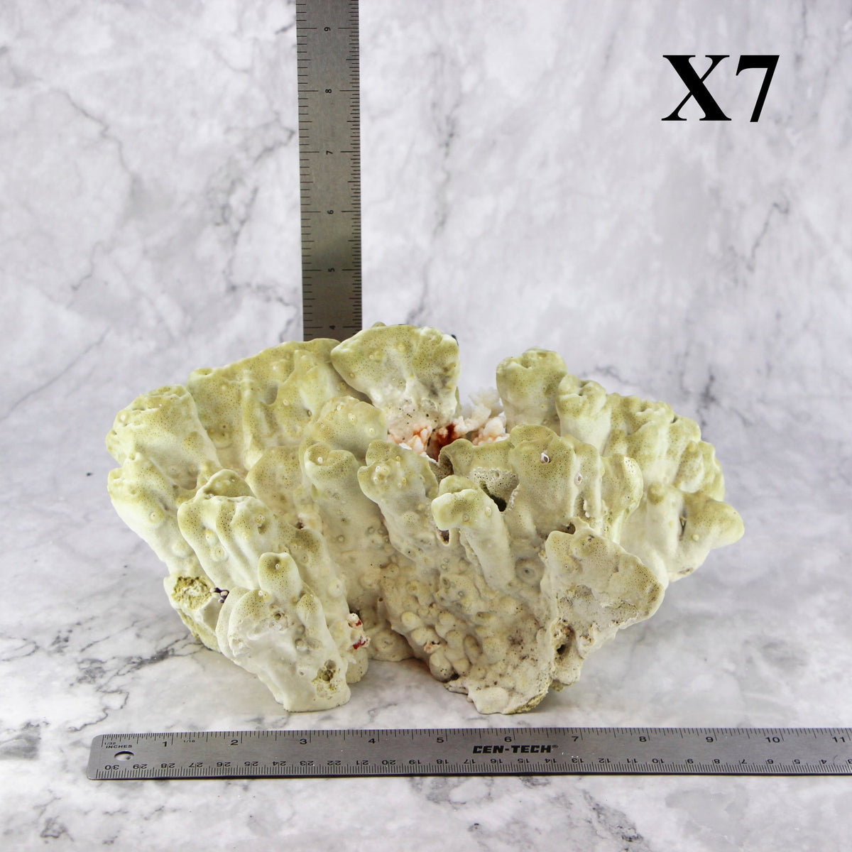 Fire Slab Coral 7-10"