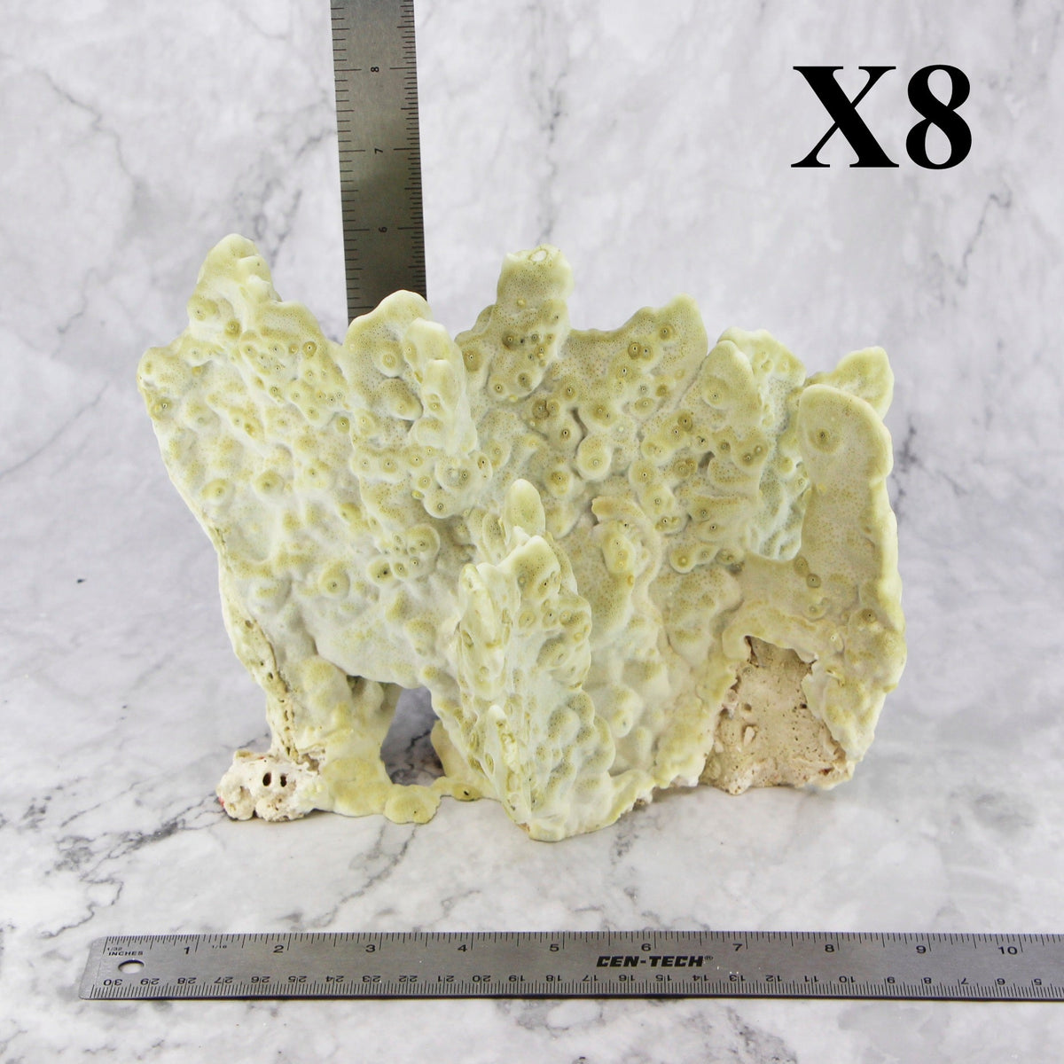 Fire Slab Coral 7-10"