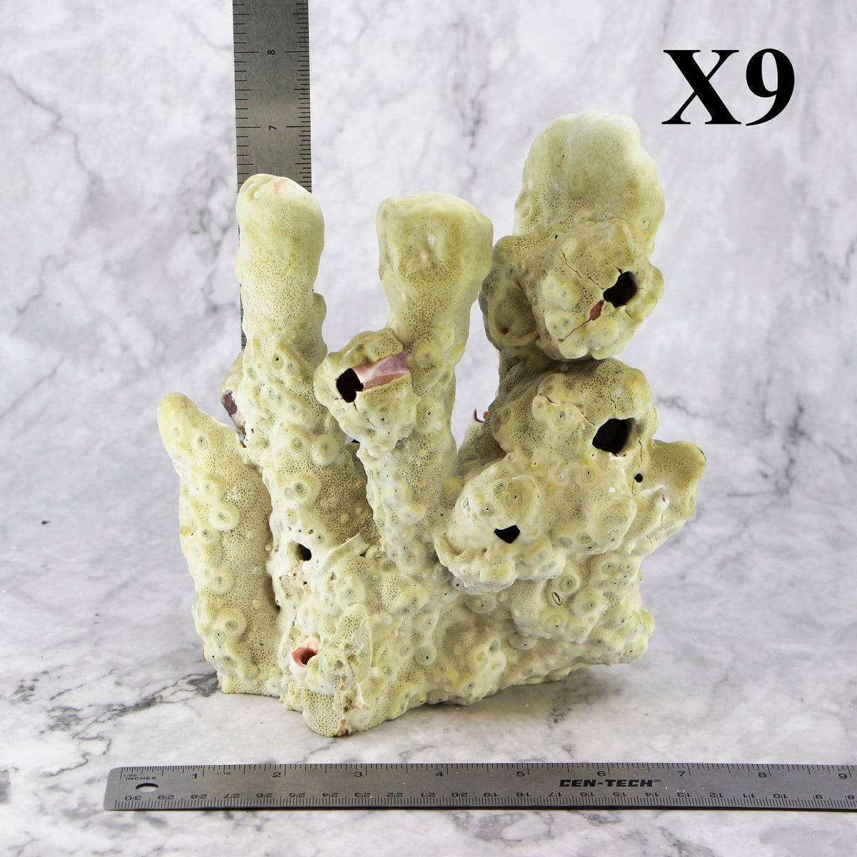 Fire Slab Coral 7-10"
