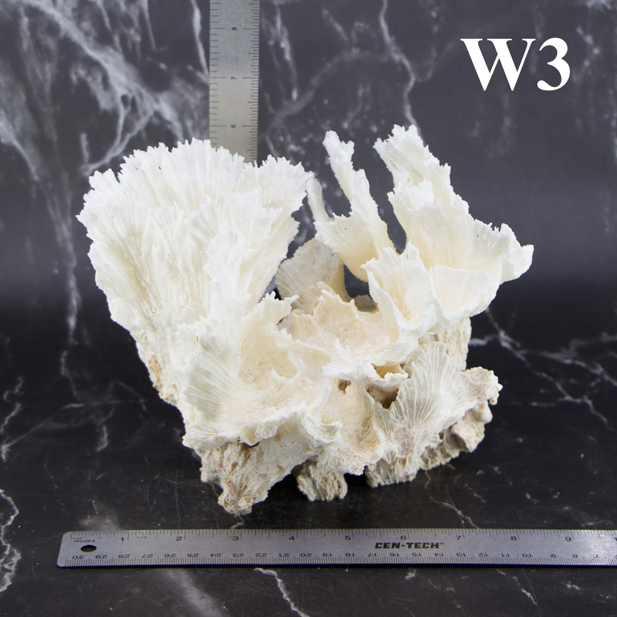Lettuce Coral 7-10"