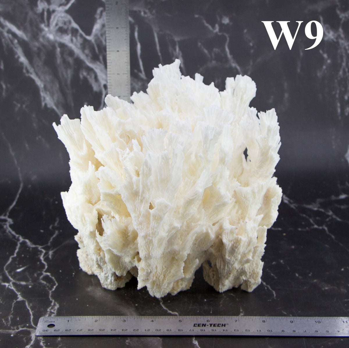 Lettuce Coral 7-10"
