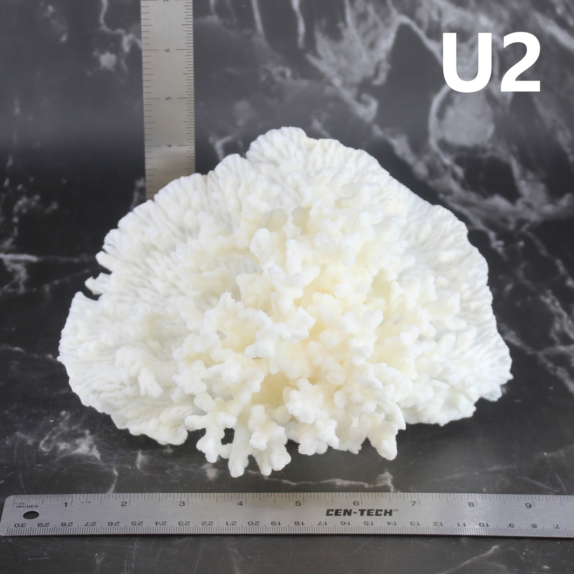 Coral Merulina 7-10"