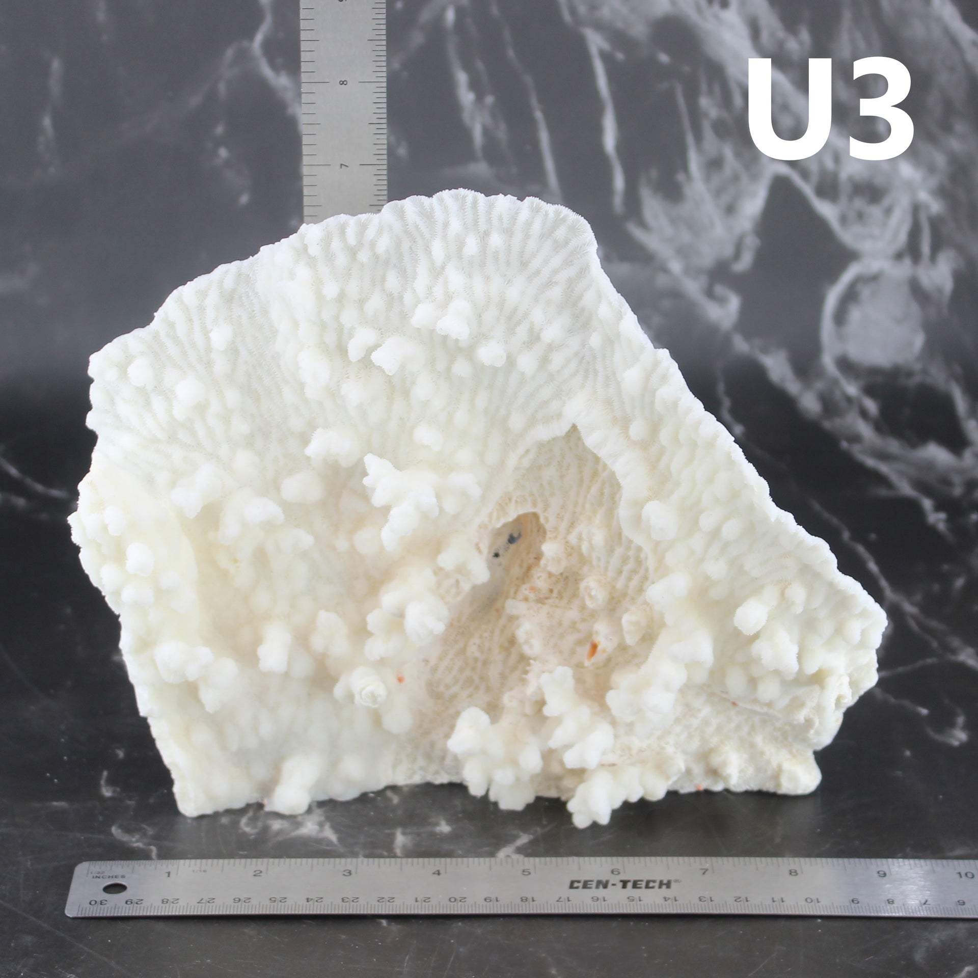 Merulina Coral 7-10"