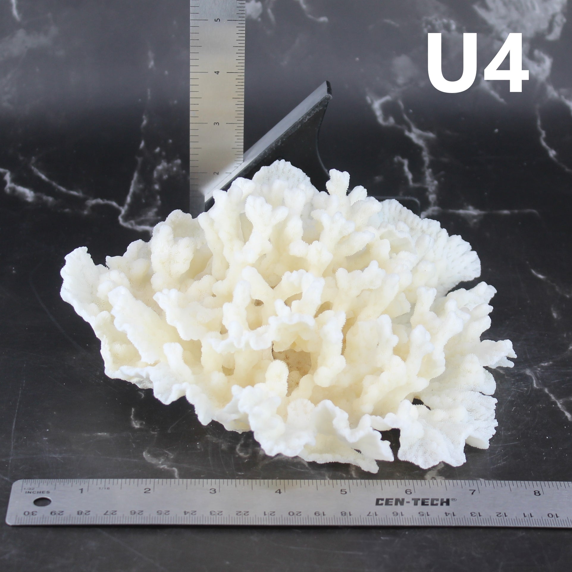 Coral Merulina 7-10"