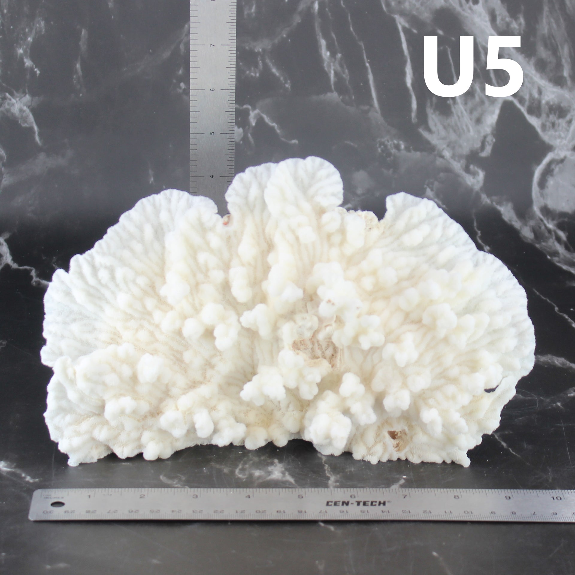 Merulina Coral 7-10"