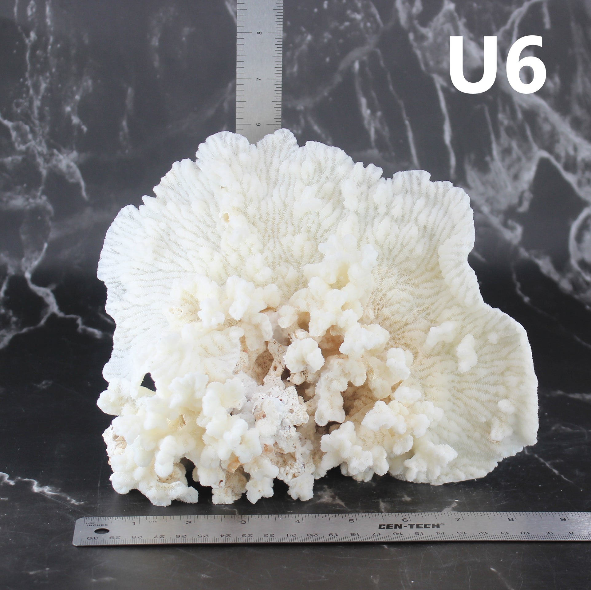 Coral Merulina 7-10"