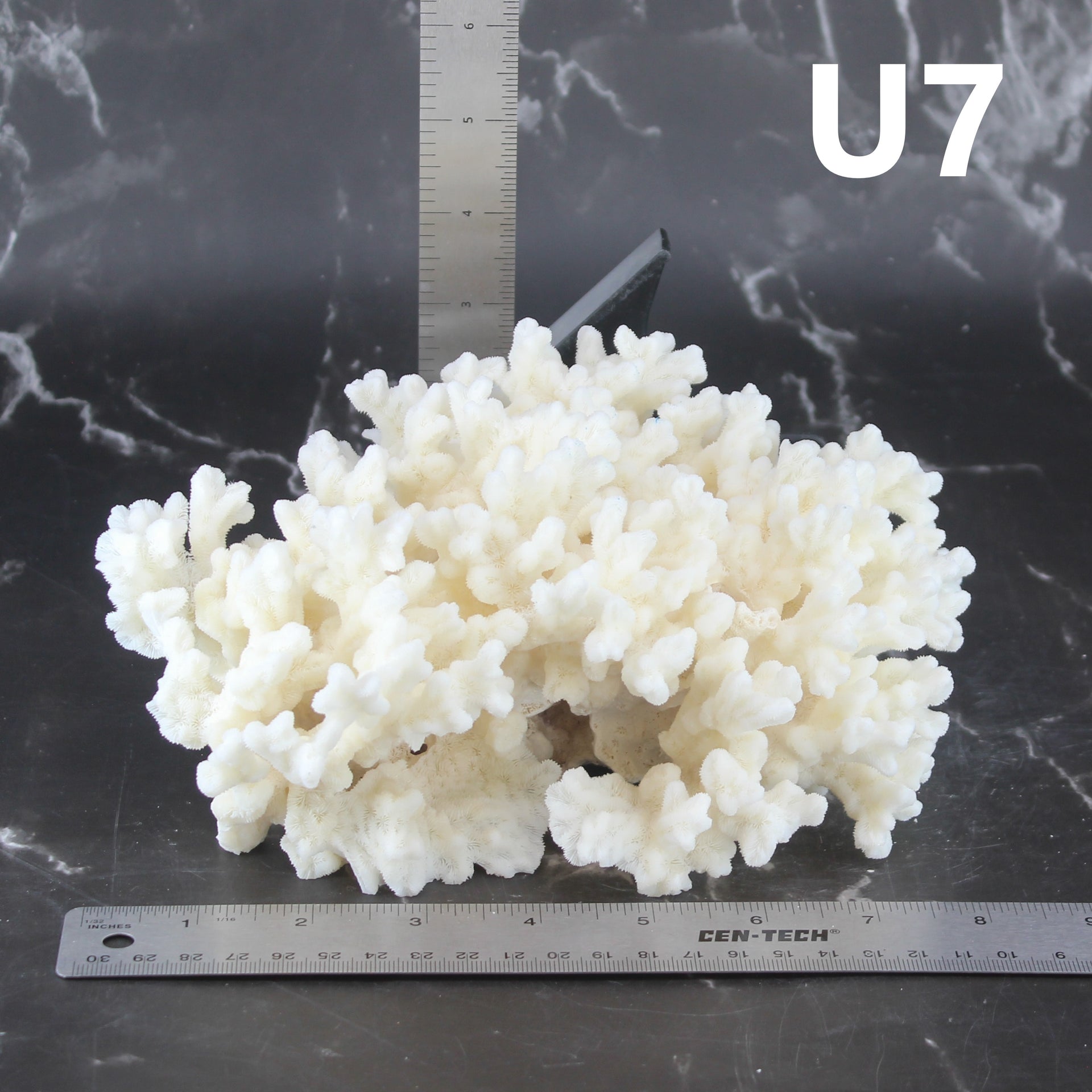 Merulina Coral 7-10"