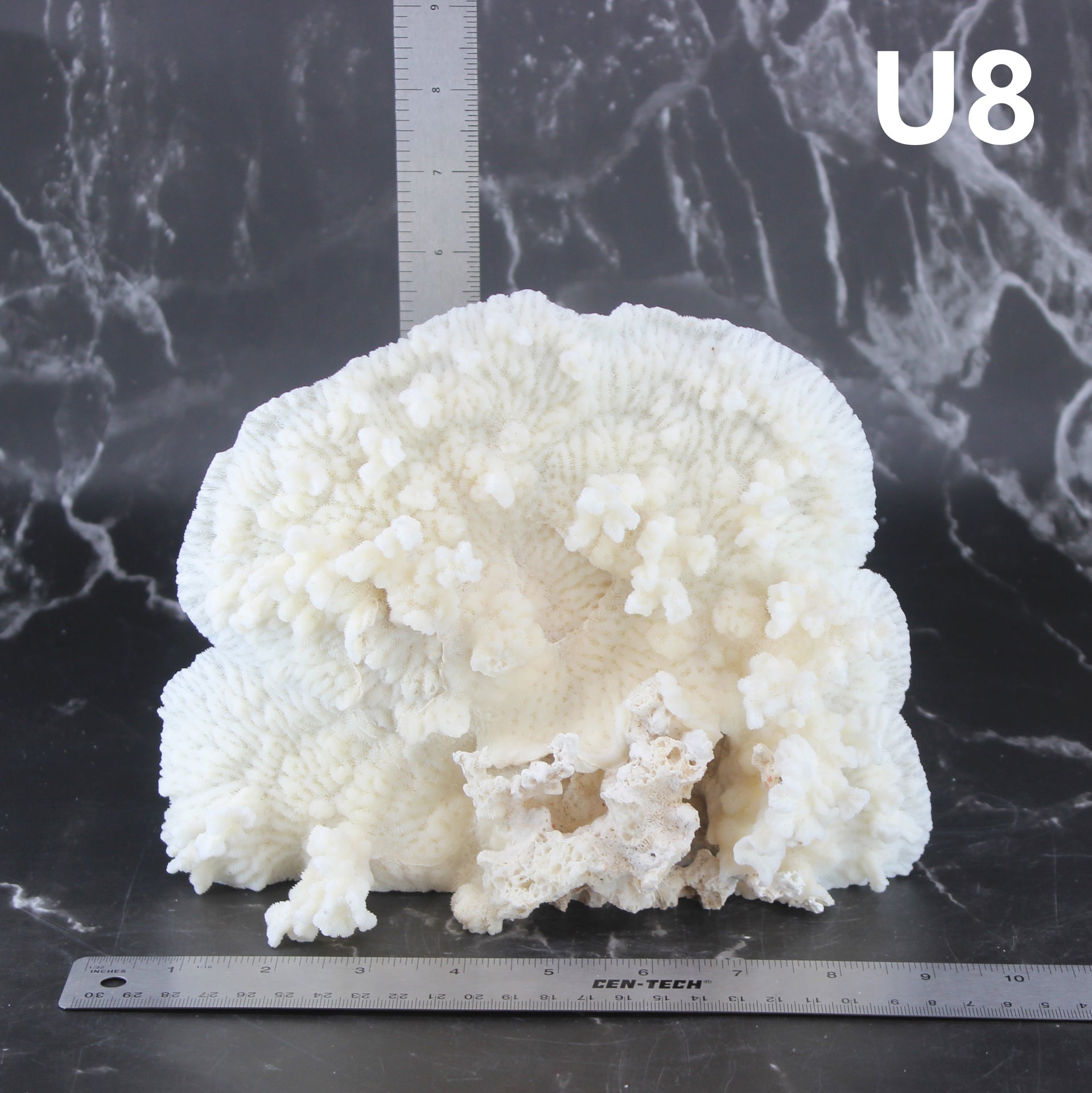 Coral Merulina 7-10"