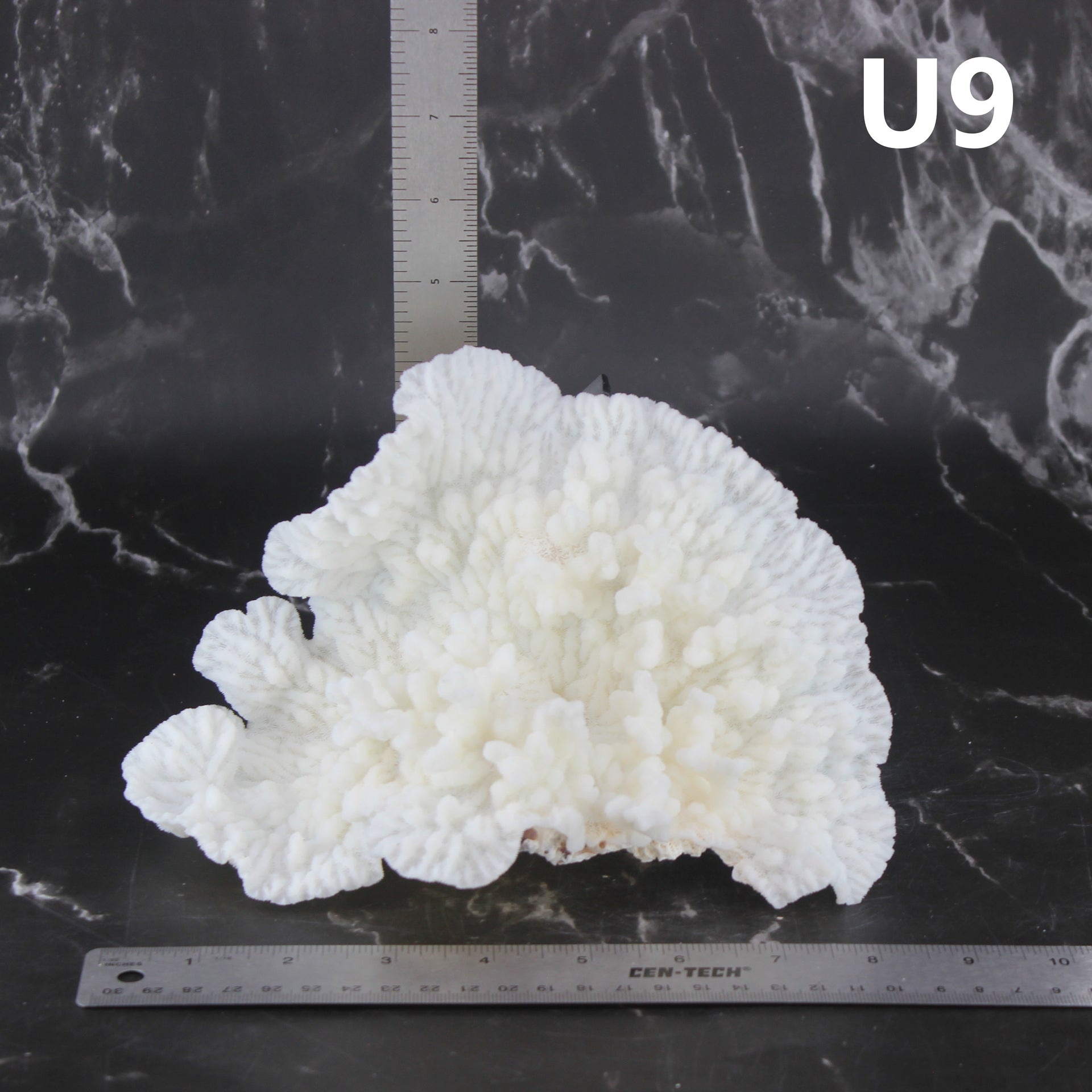 Merulina Coral 7-10"