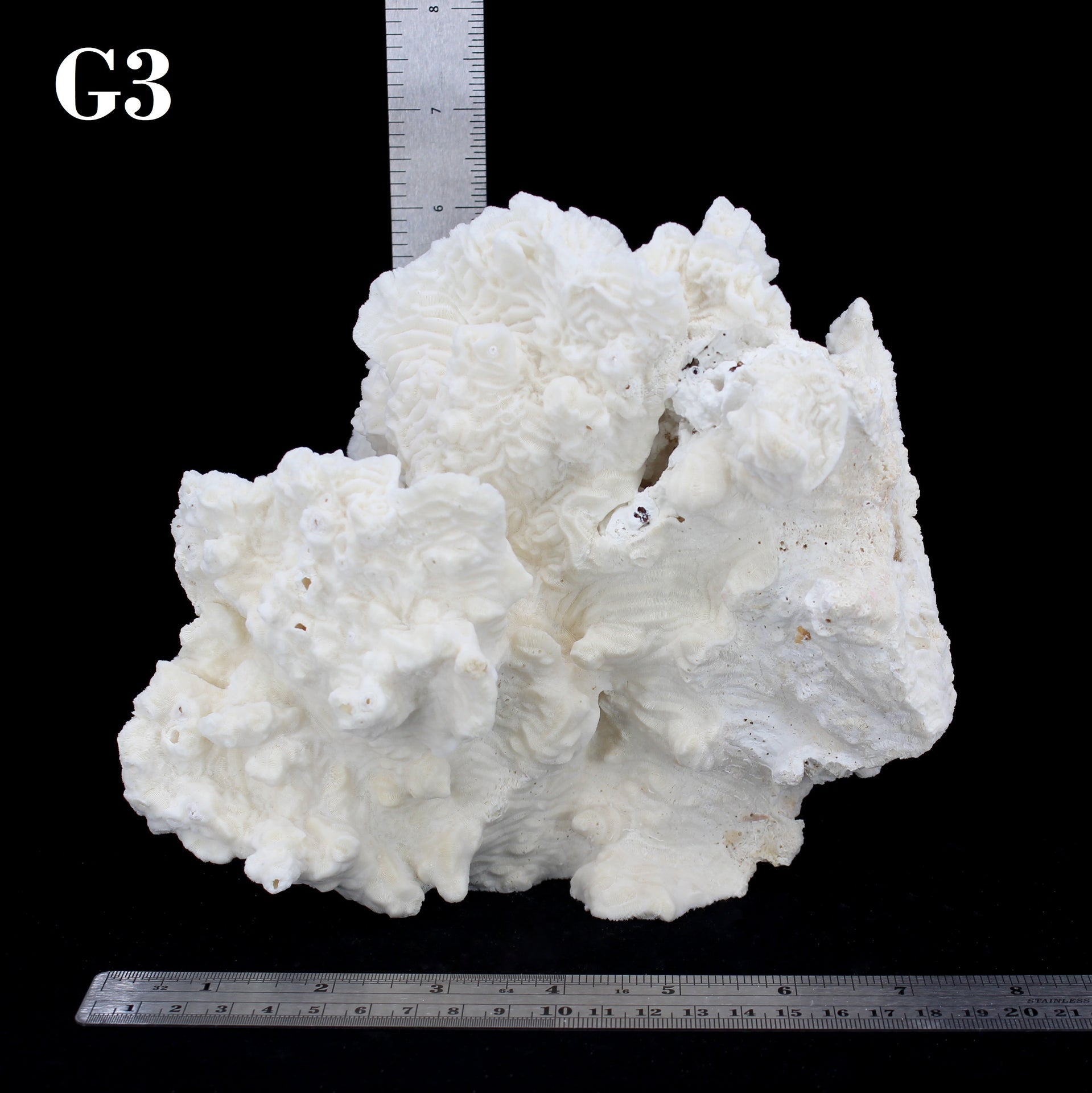Coral rugoso de 7 a 10 pulgadas