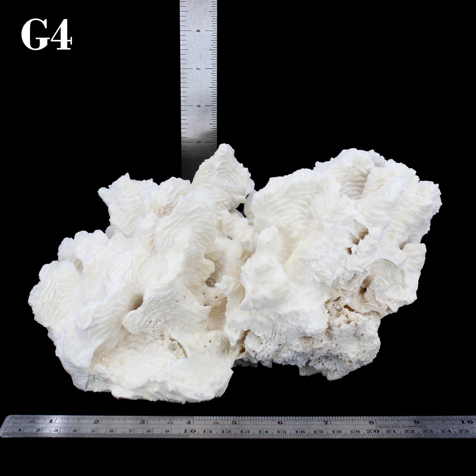 Coral rugoso de 7 a 10 pulgadas