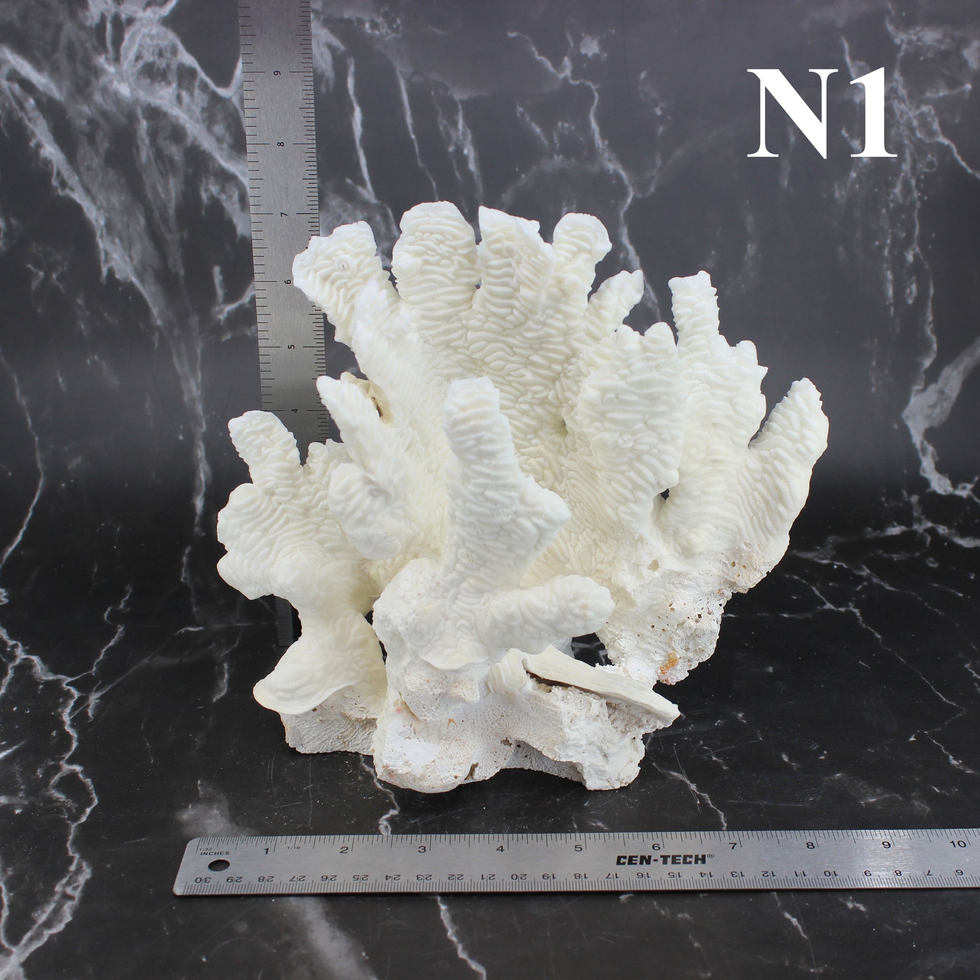 Coral rugoso de 7 a 10 pulgadas