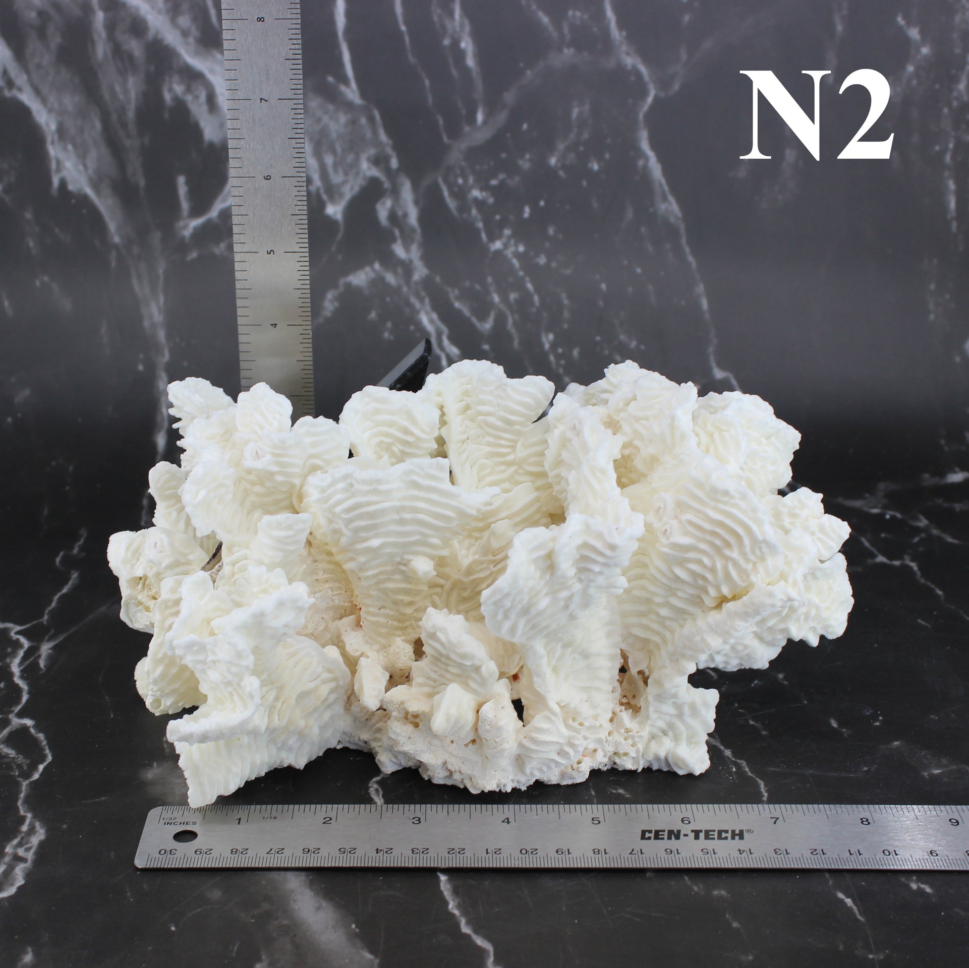 Coral rugoso de 7 a 10 pulgadas
