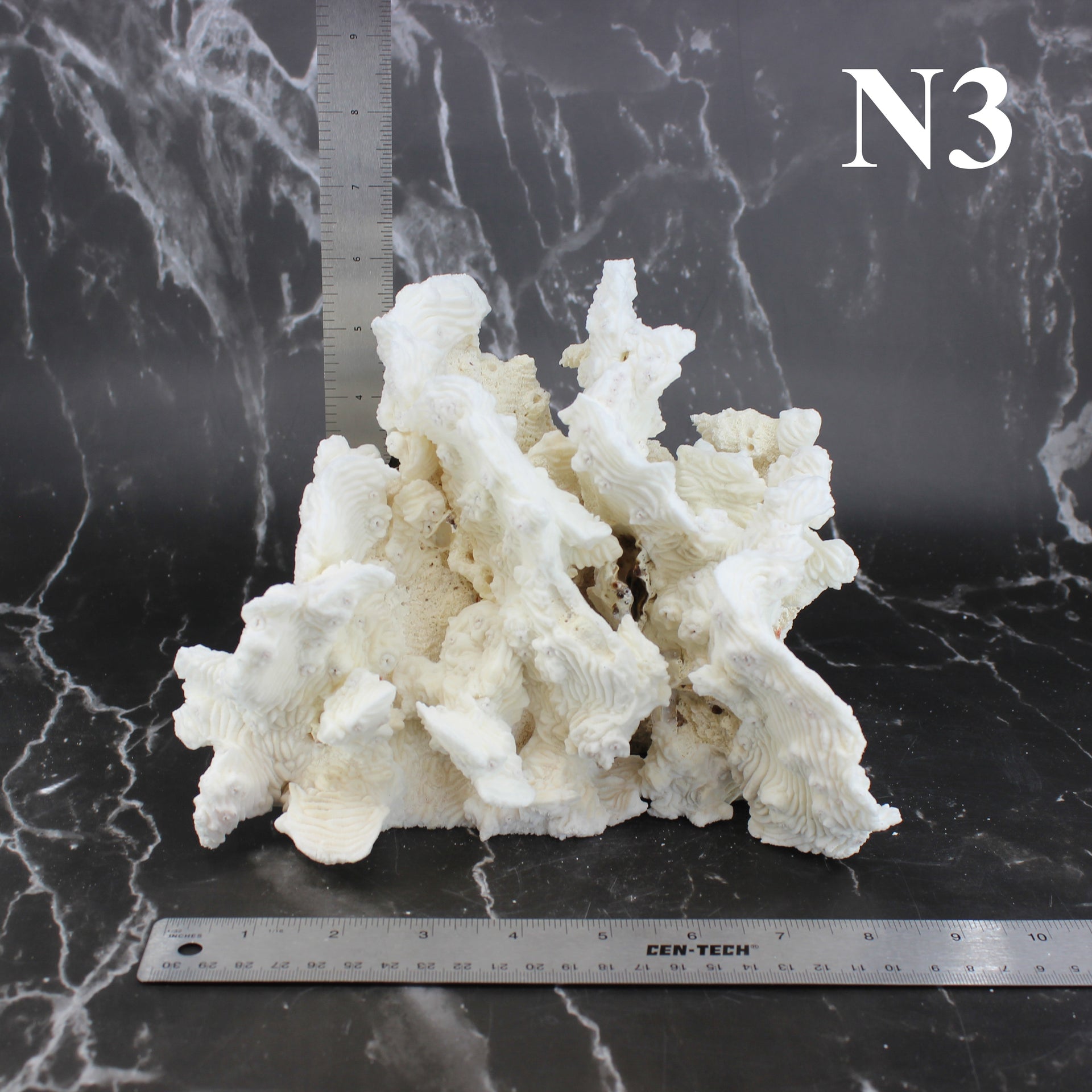Coral rugoso de 7 a 10 pulgadas