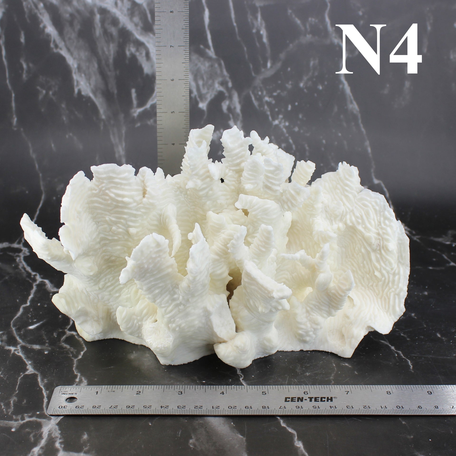 Coral rugoso de 7 a 10 pulgadas